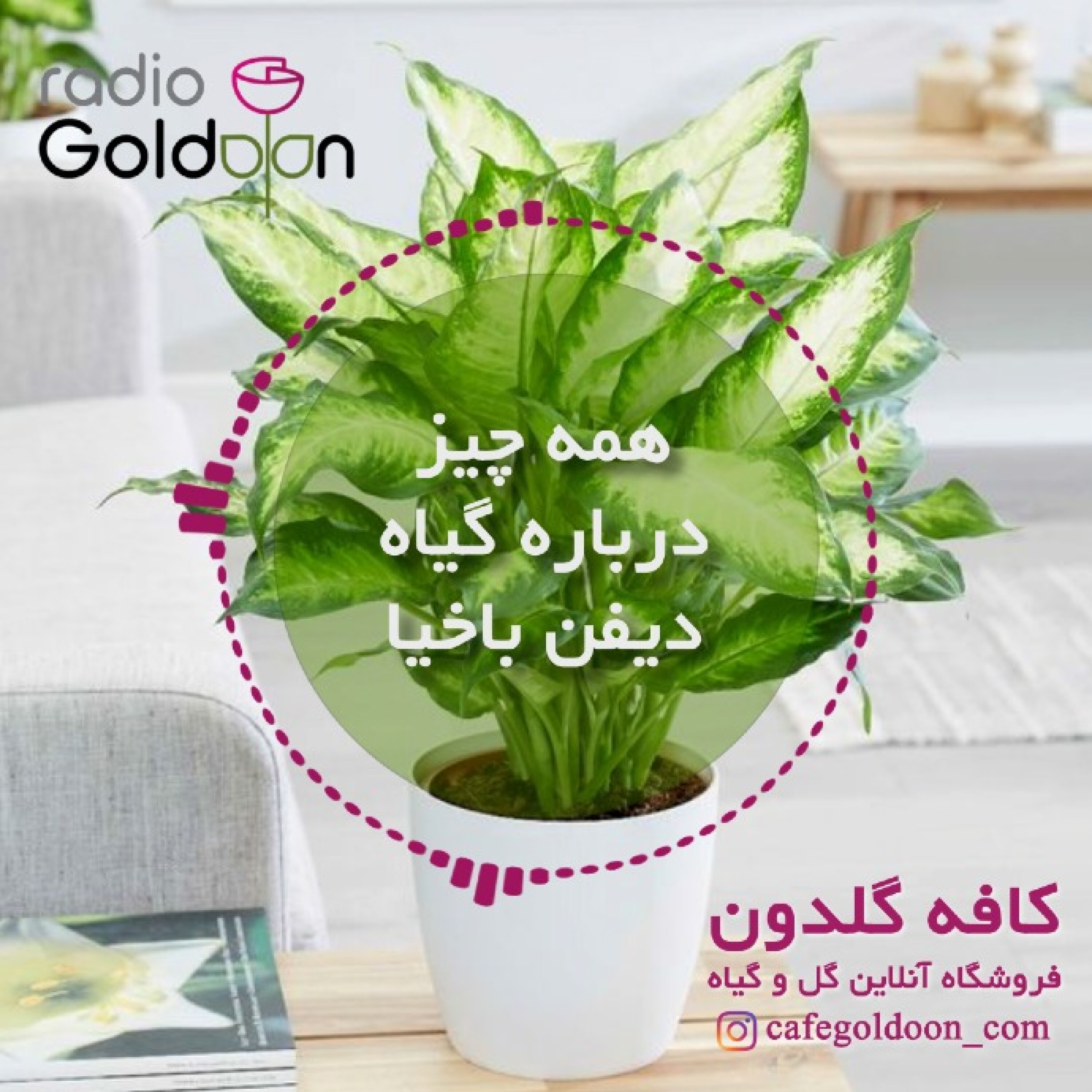 معرفی، نگهداری و تکثیر گیاه دیفن باخیا