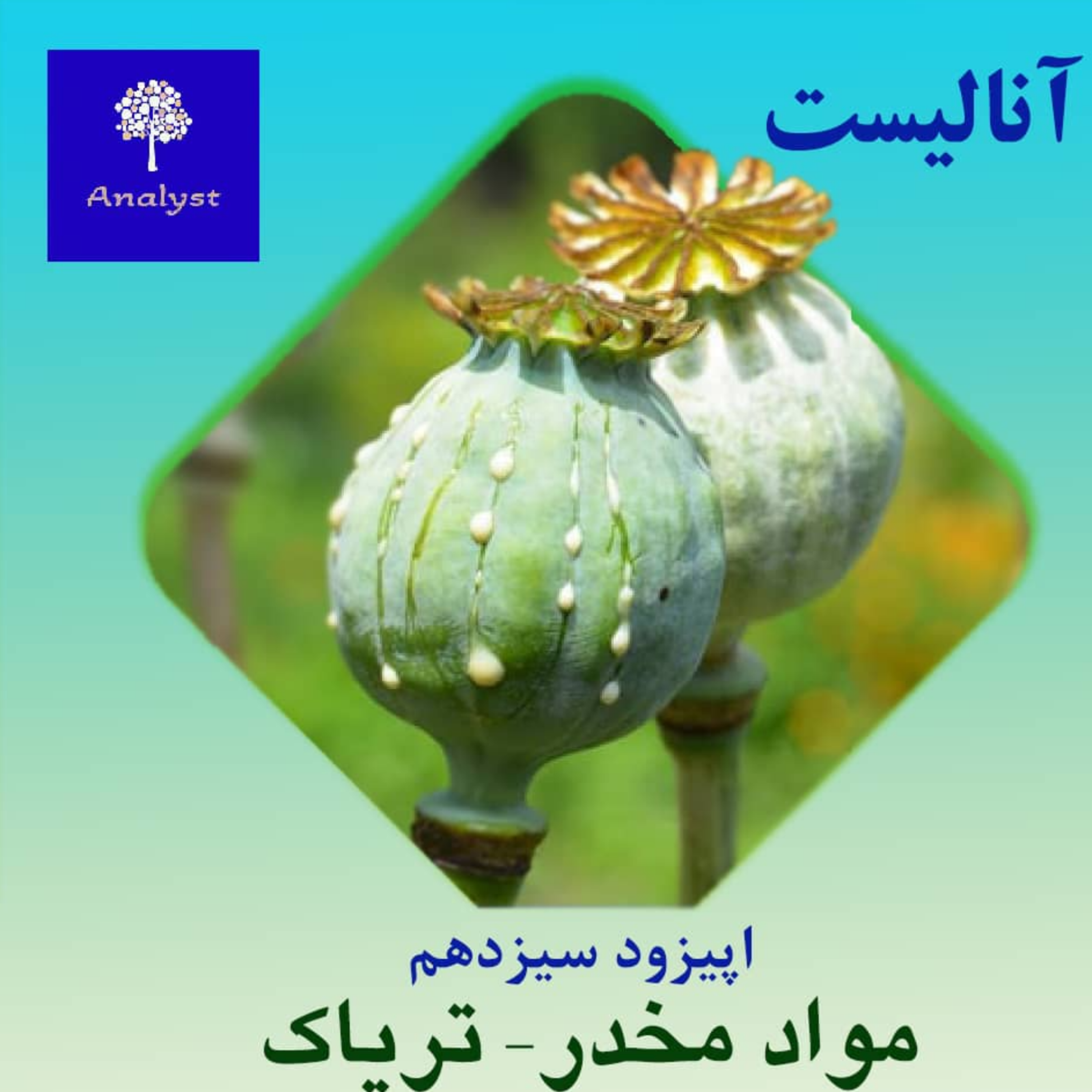 آنالیست، اپیزود 13، مخدرها، تریاک