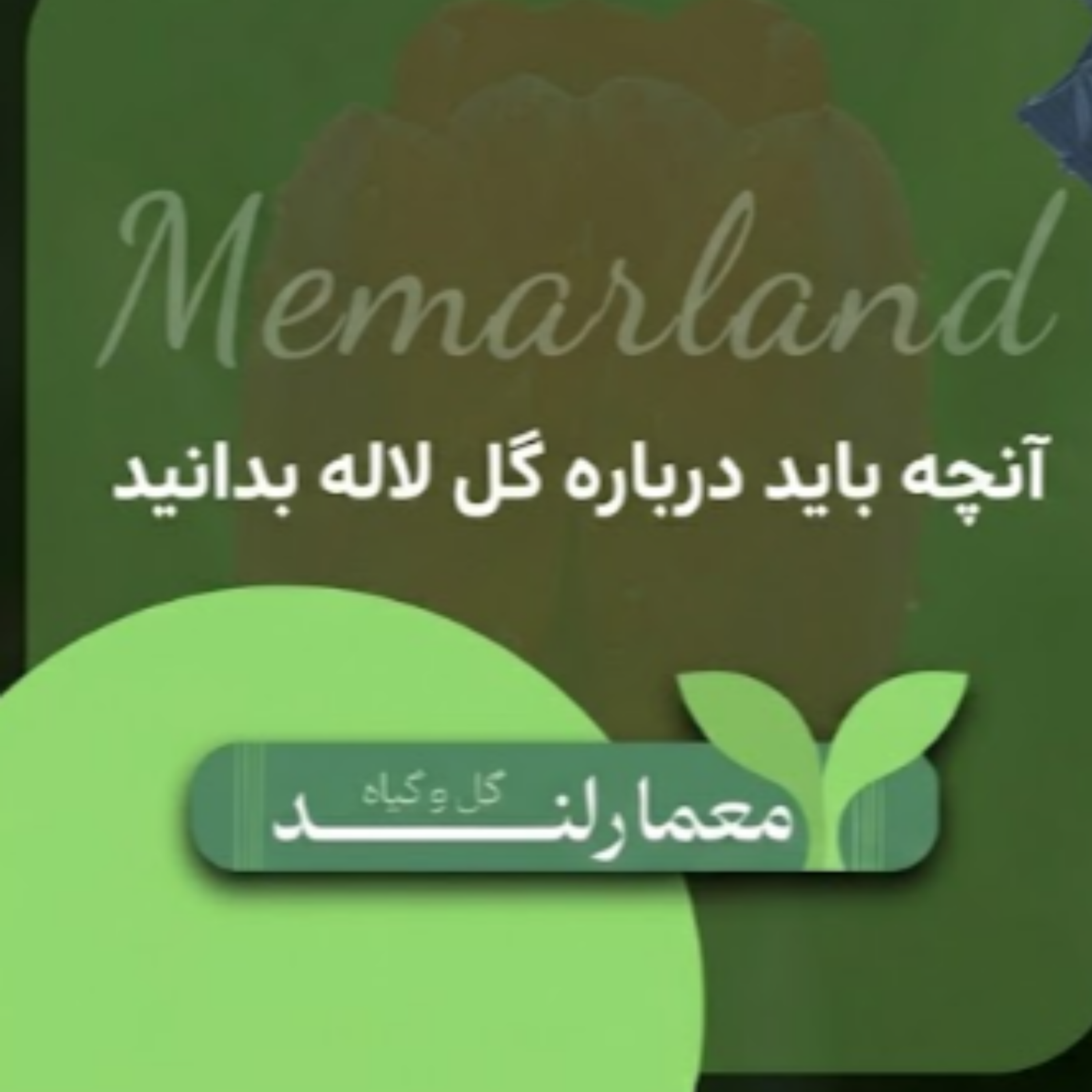 کاور آنچه باید درباره گل لاله بدانید