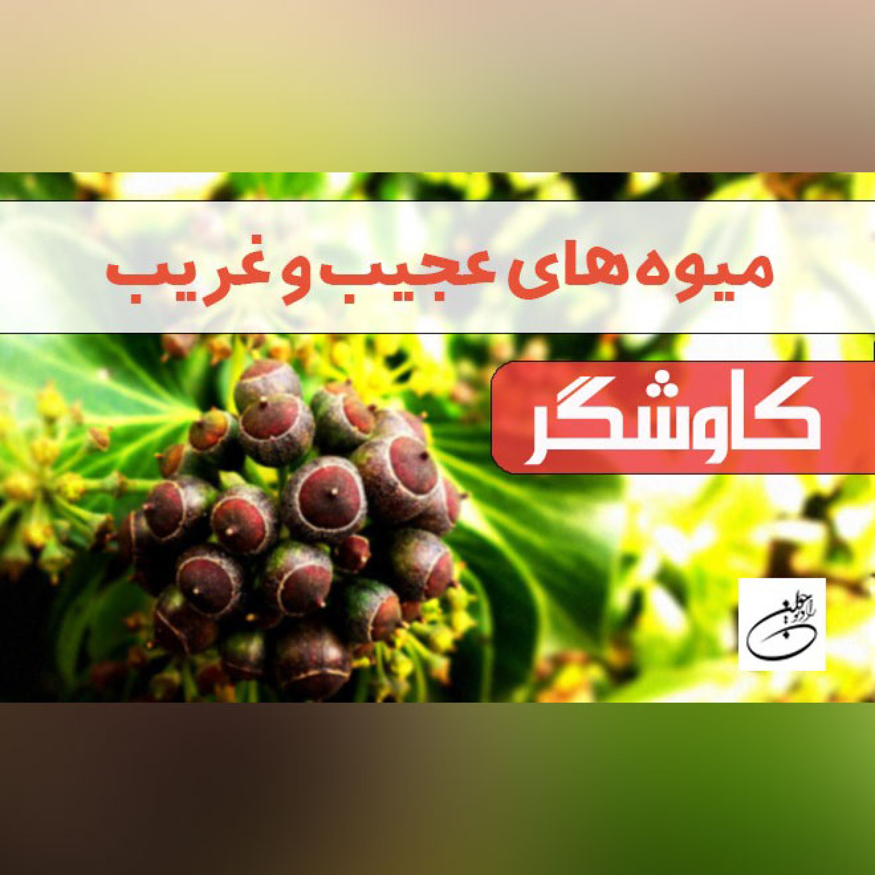 میوه های عجیب و غریب