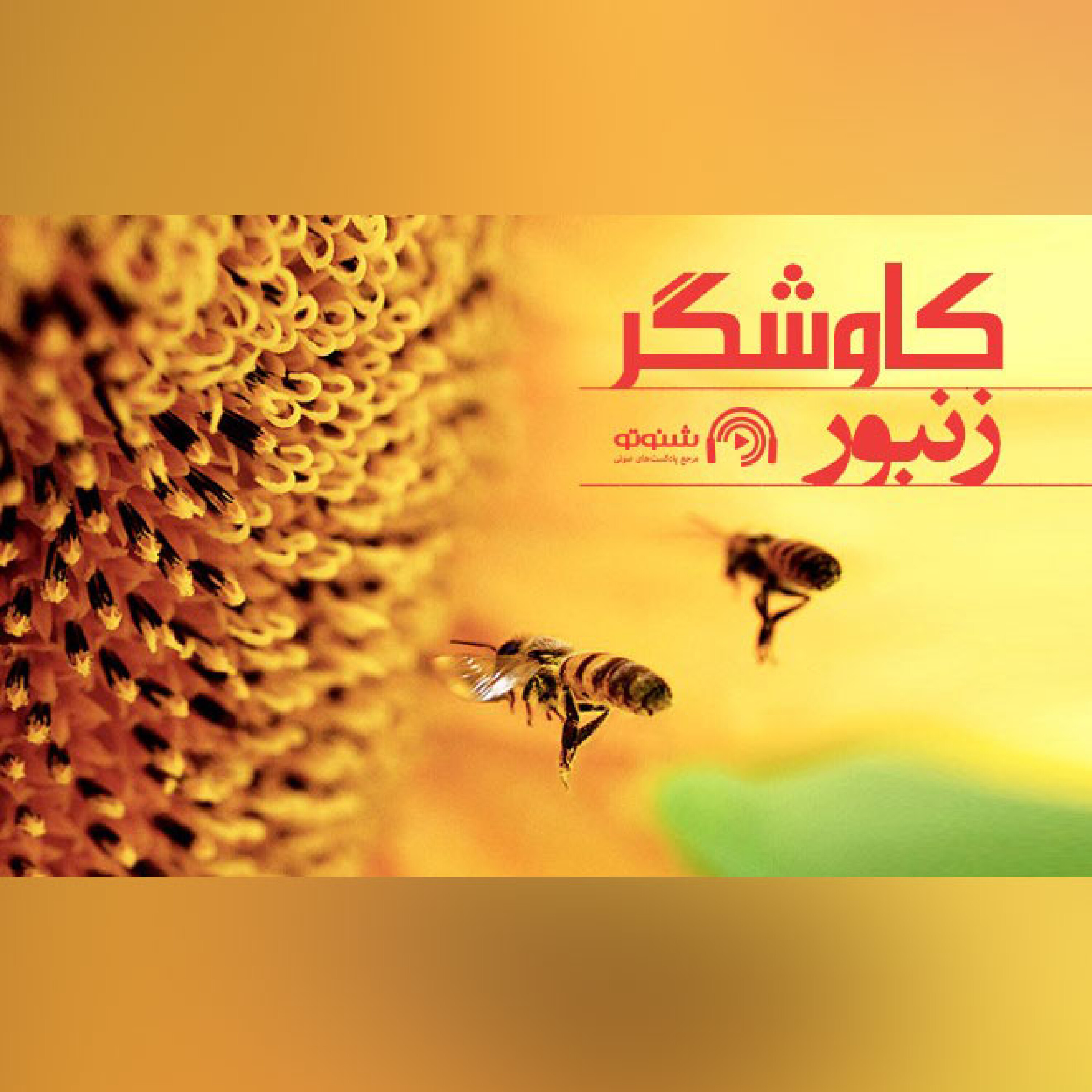 زنبور