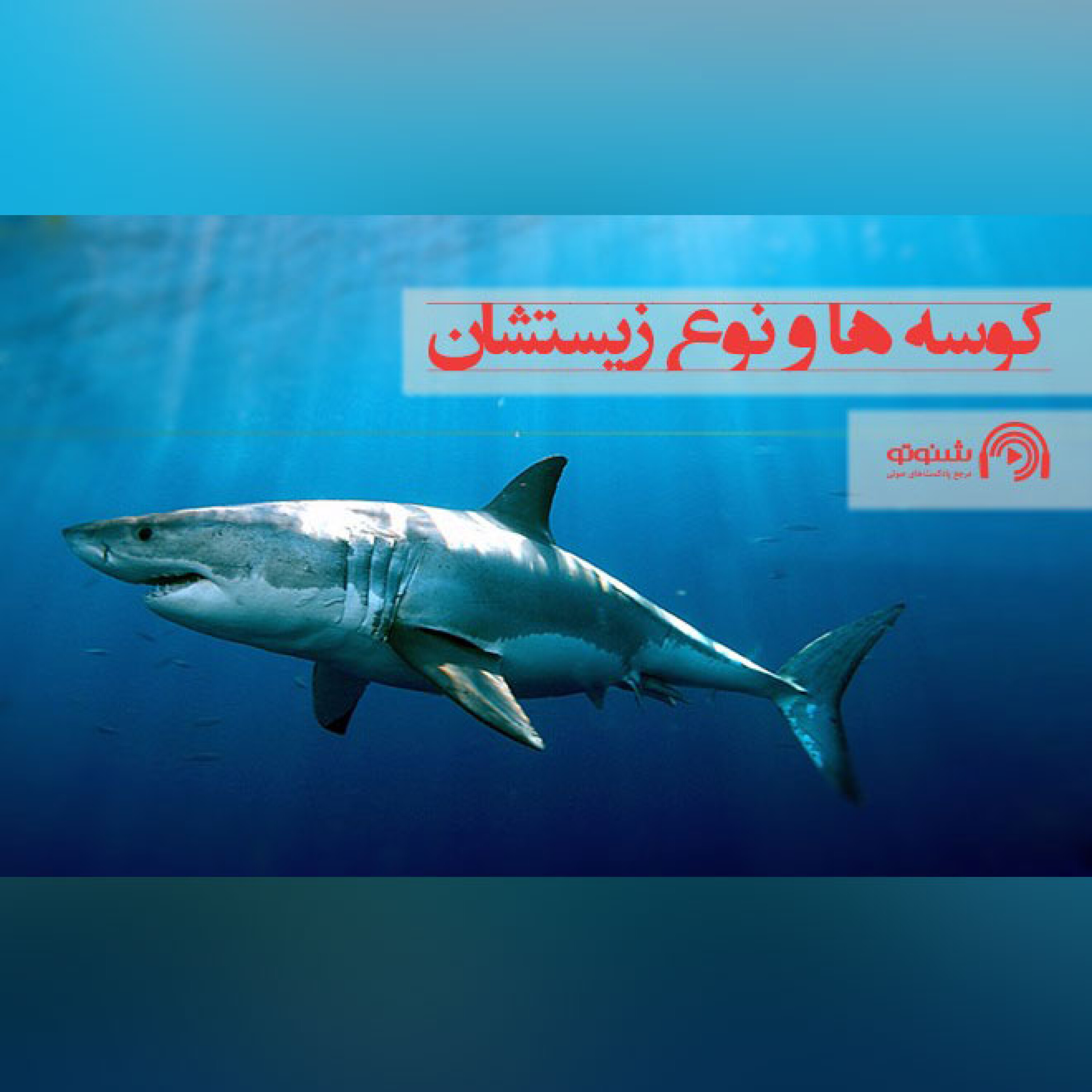 کوسه ها و نوع زیستشان