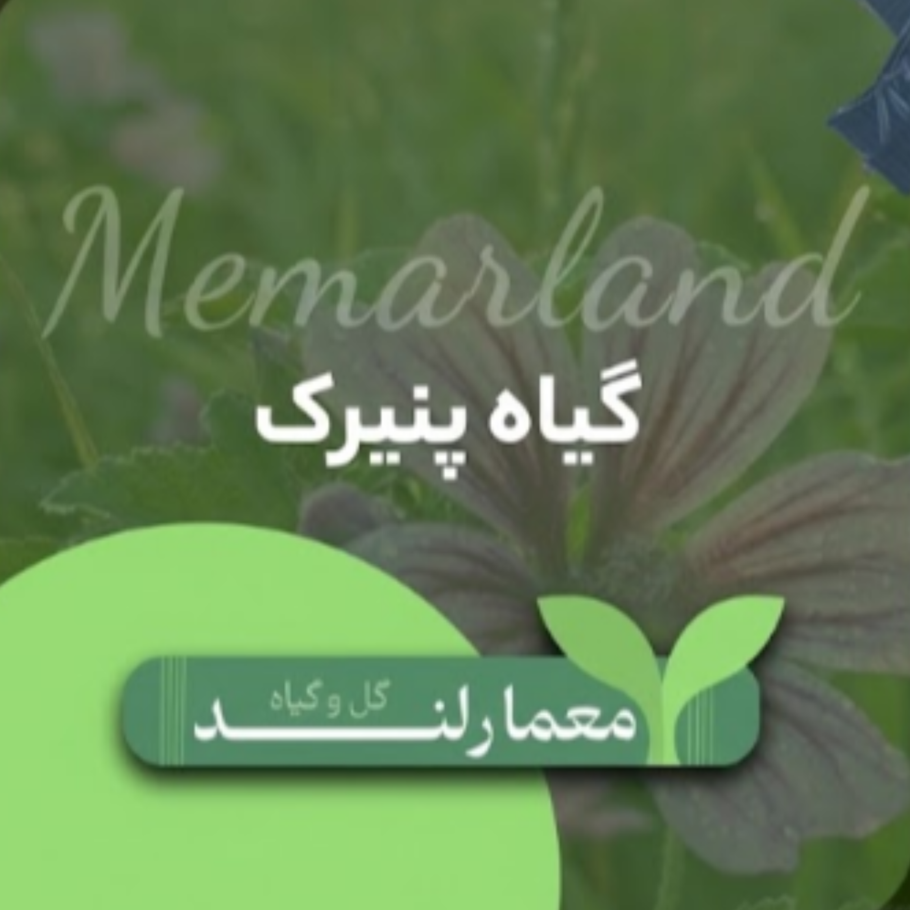 کاور نکات استفاده از گیاه پنیرک | همراه با مثال