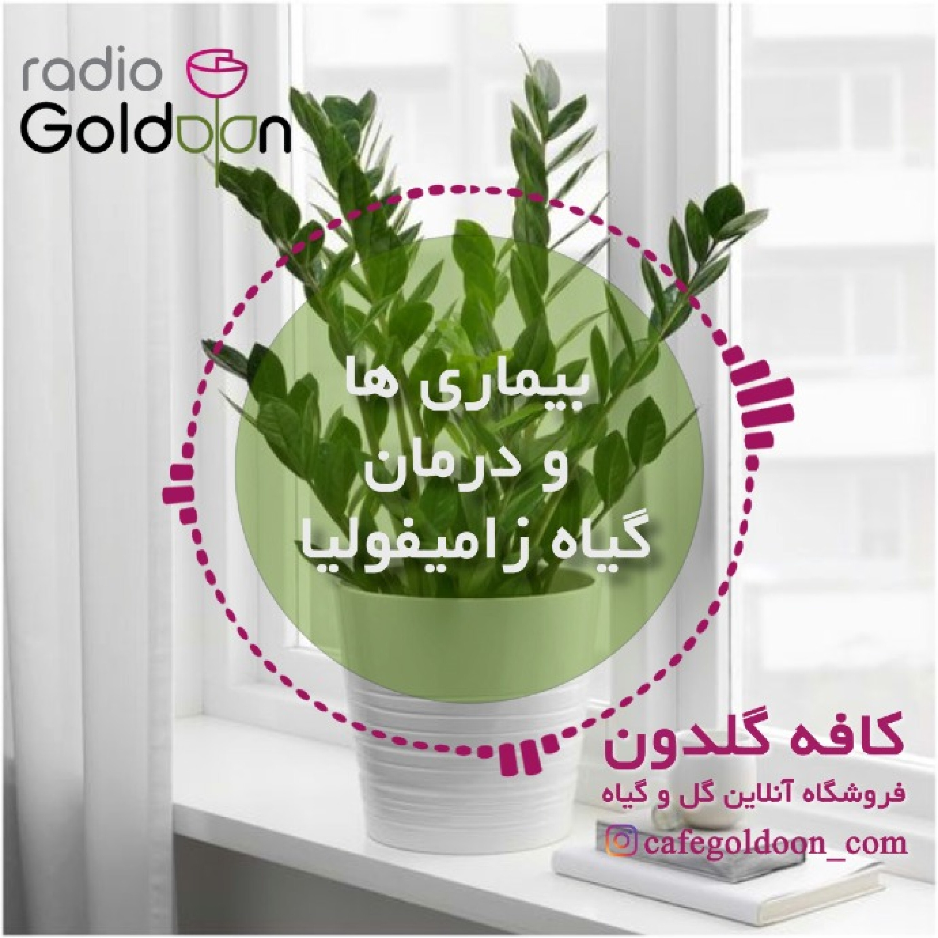 مشکلات و راه های درمان گیاه زامیفولیا