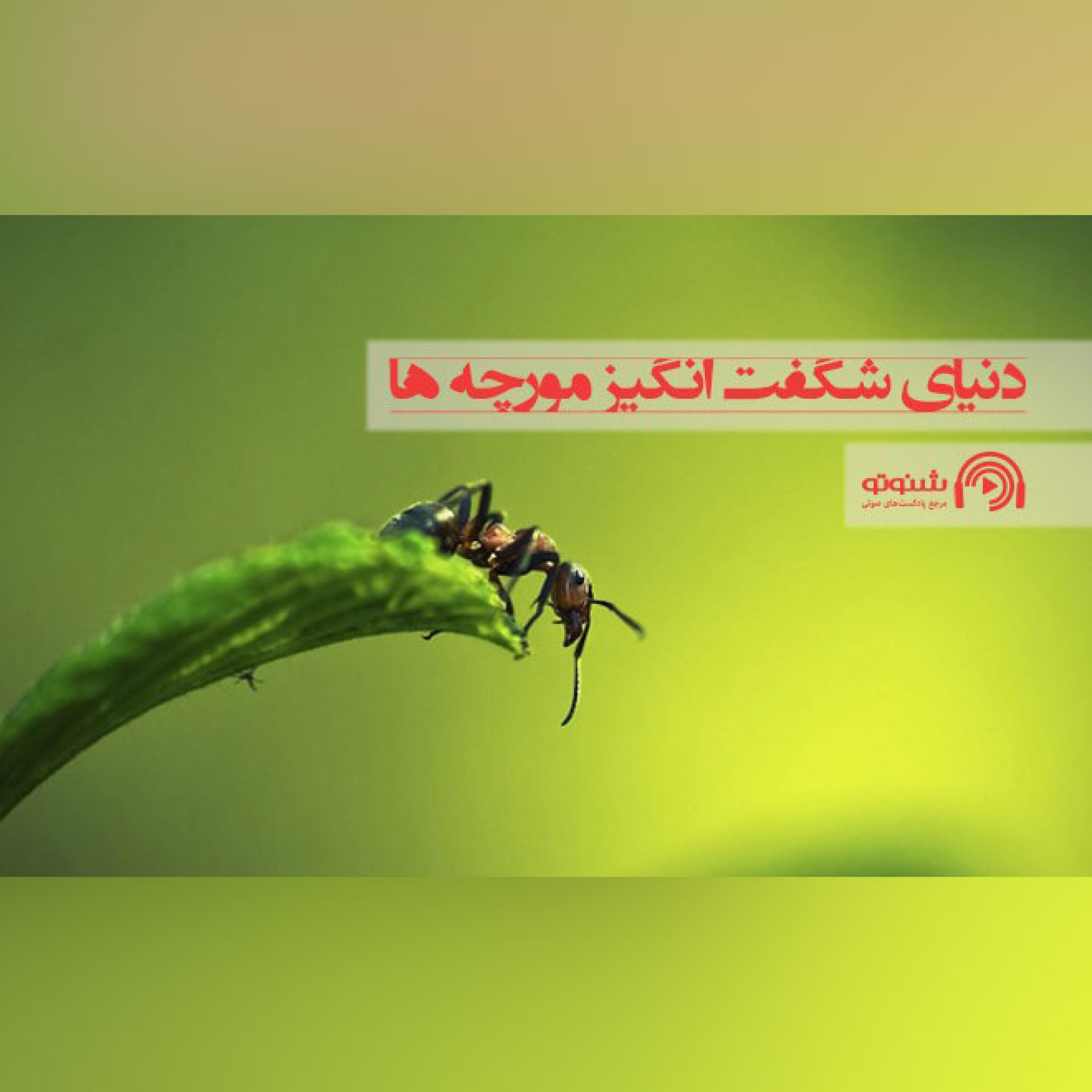 دنیای شگفت انگیز مورچه ها