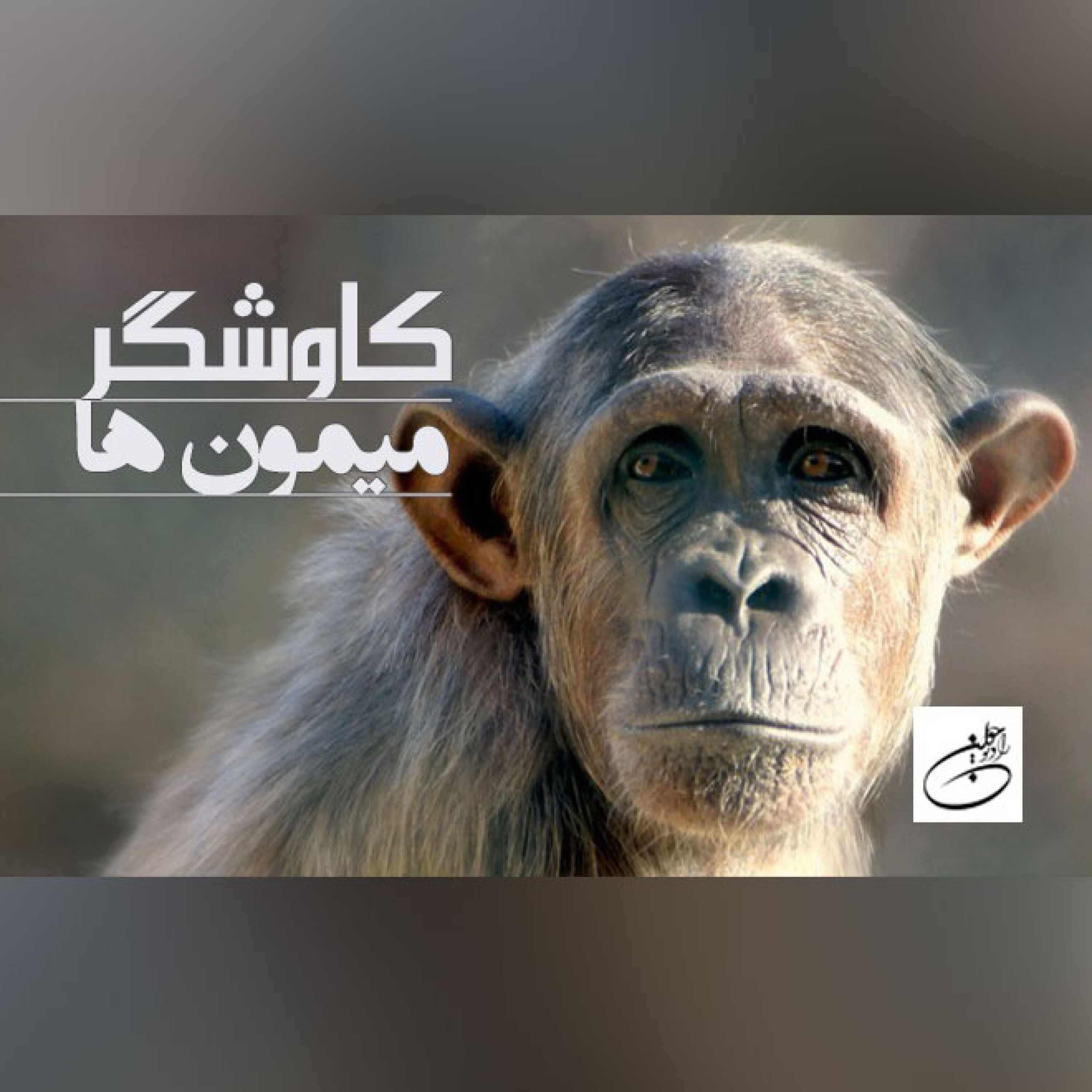 میمون ها