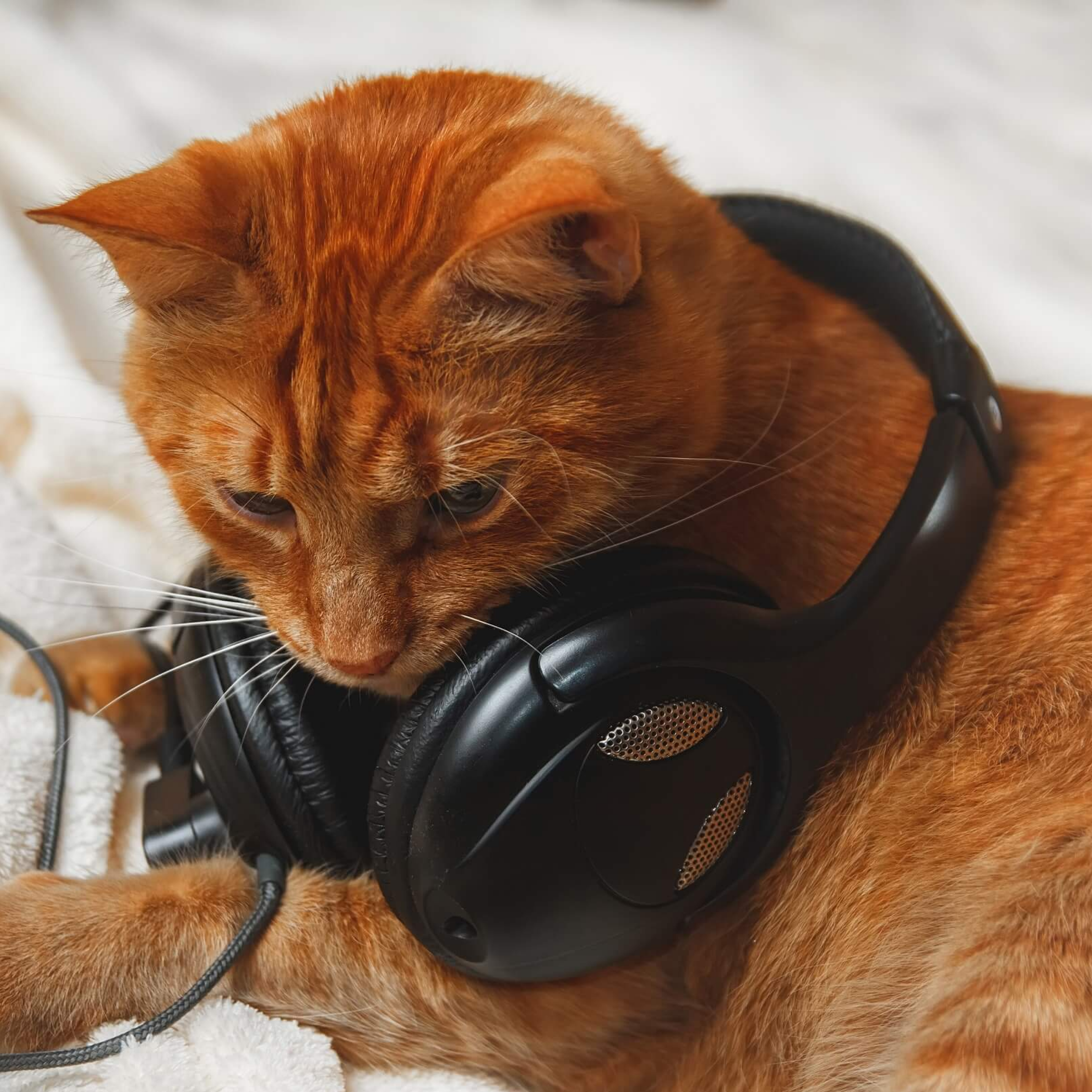 کاور A Feline Sound Track
