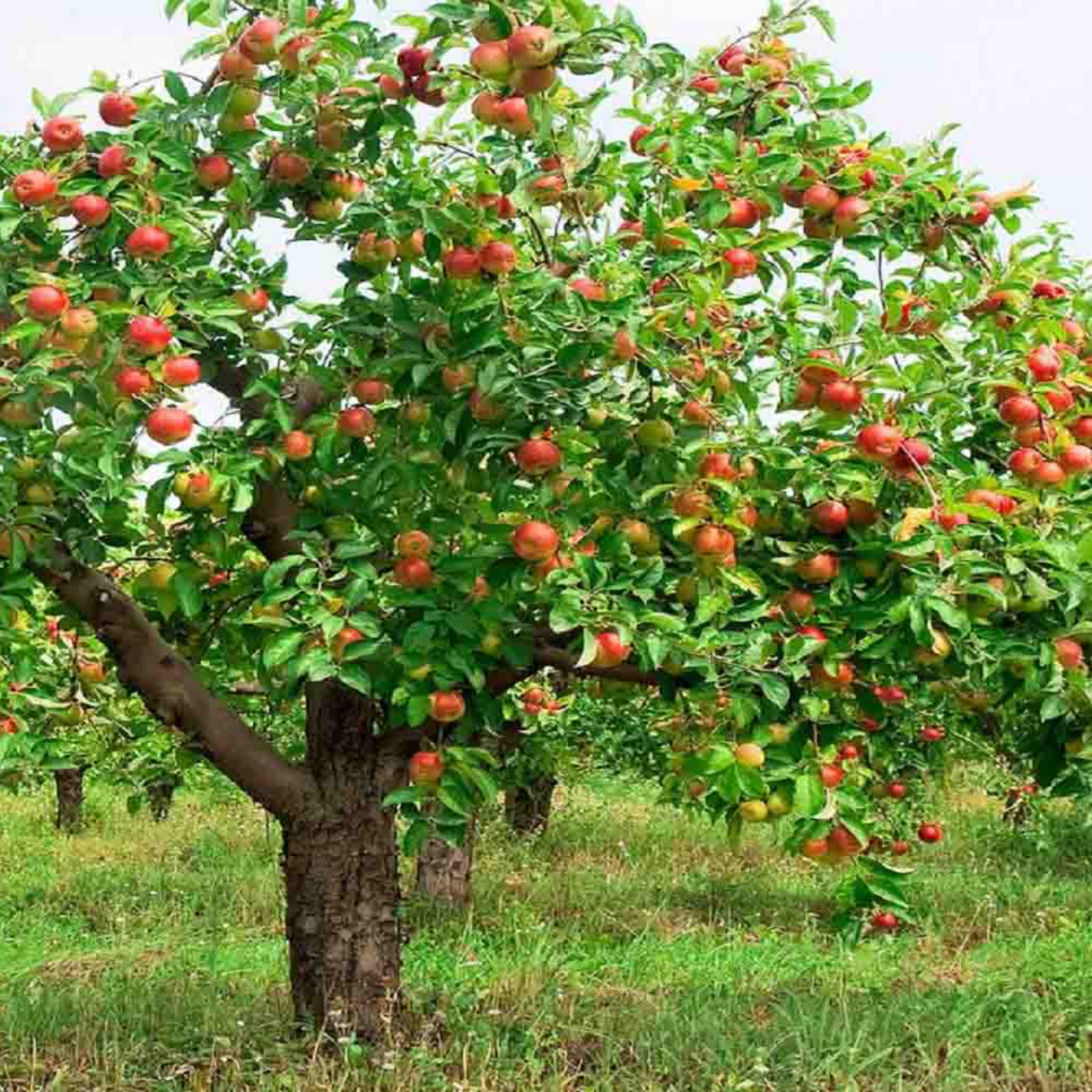کاور 39- نتیجه موفقیت ، خروجی ، ستاده ، حاصل کار، آخرکار، ته داستان ، وابستگی به نتیجه