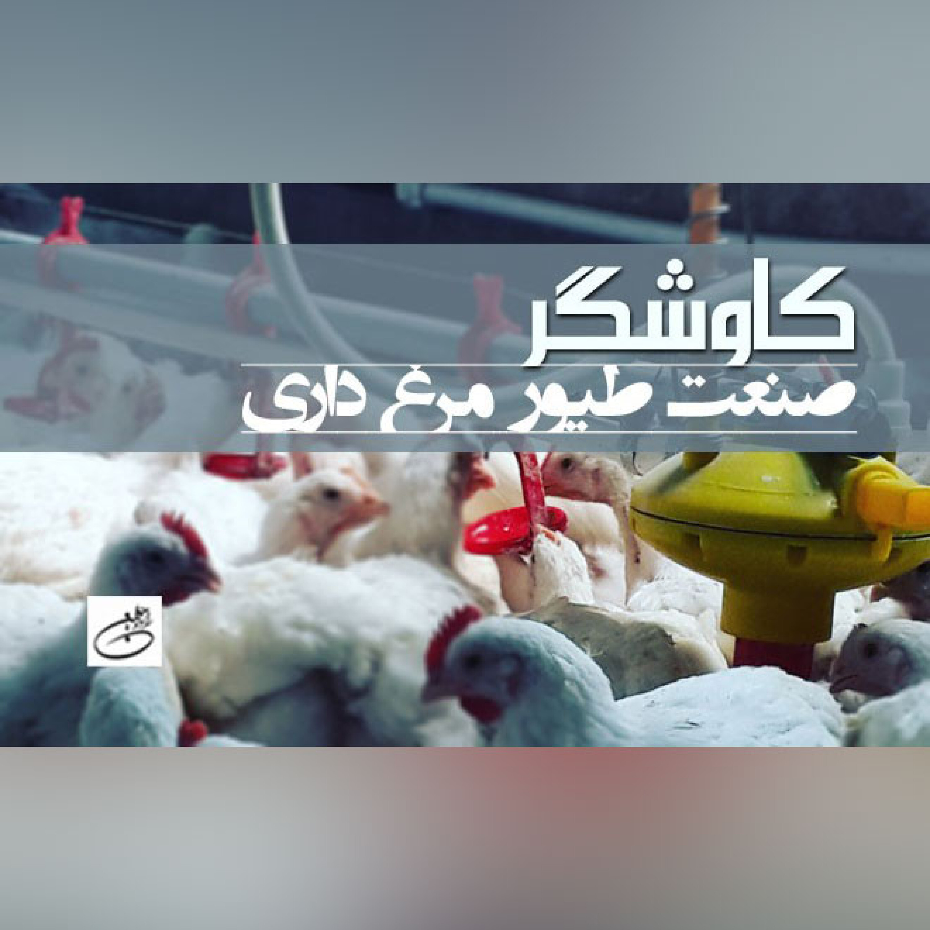 صنعت طیور مرغ داری