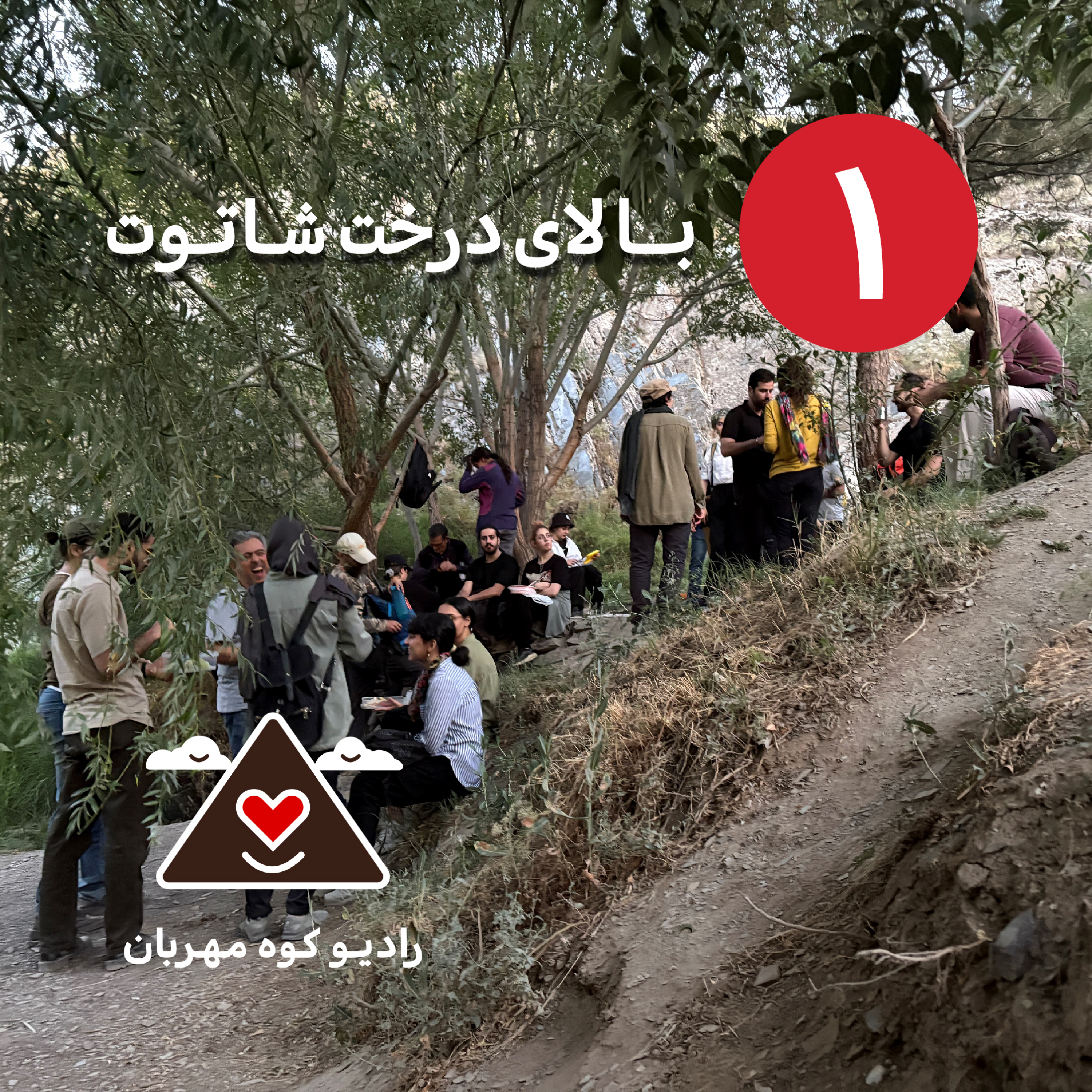 کاور بالای درخت شاتوت