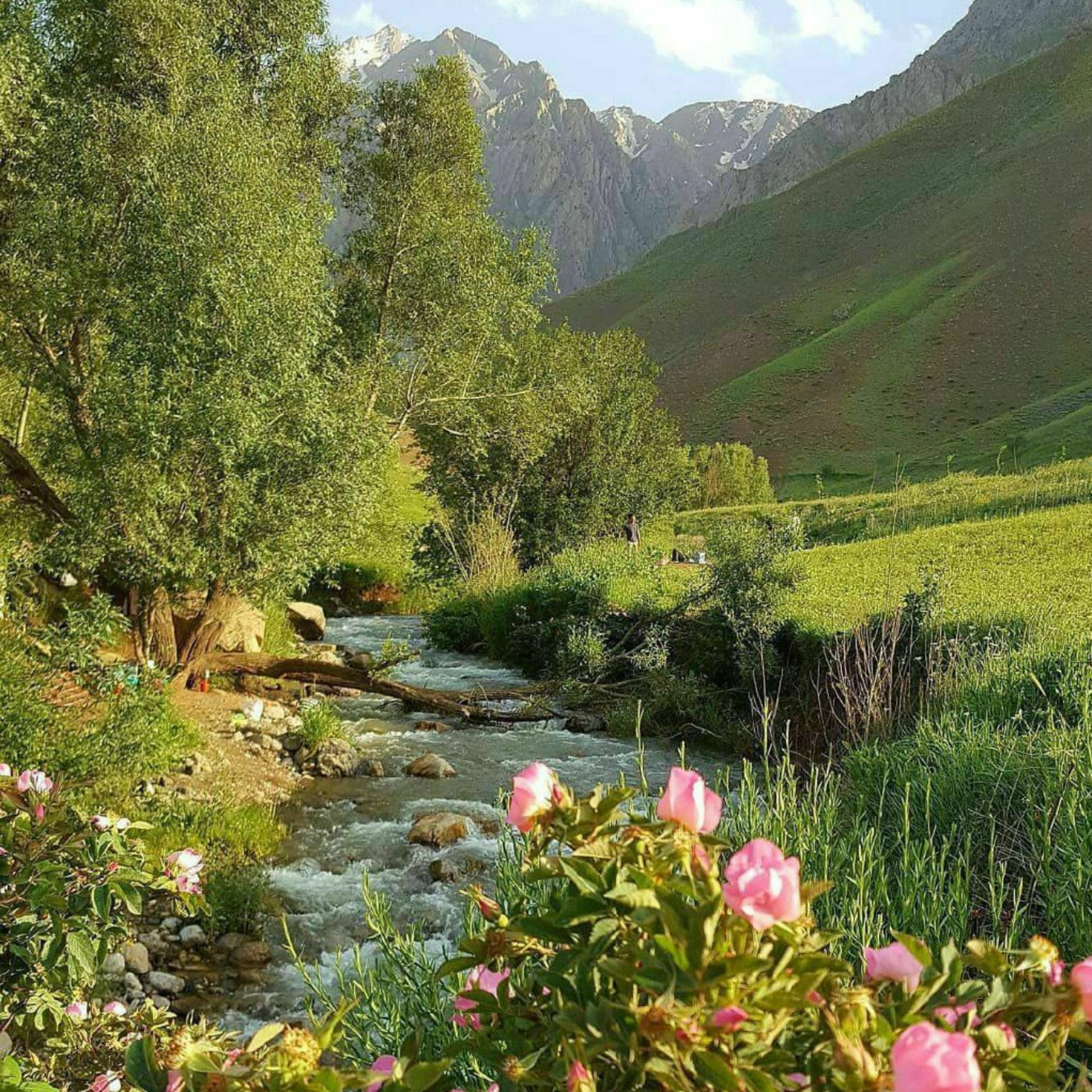 کاور فریاد بی صدا