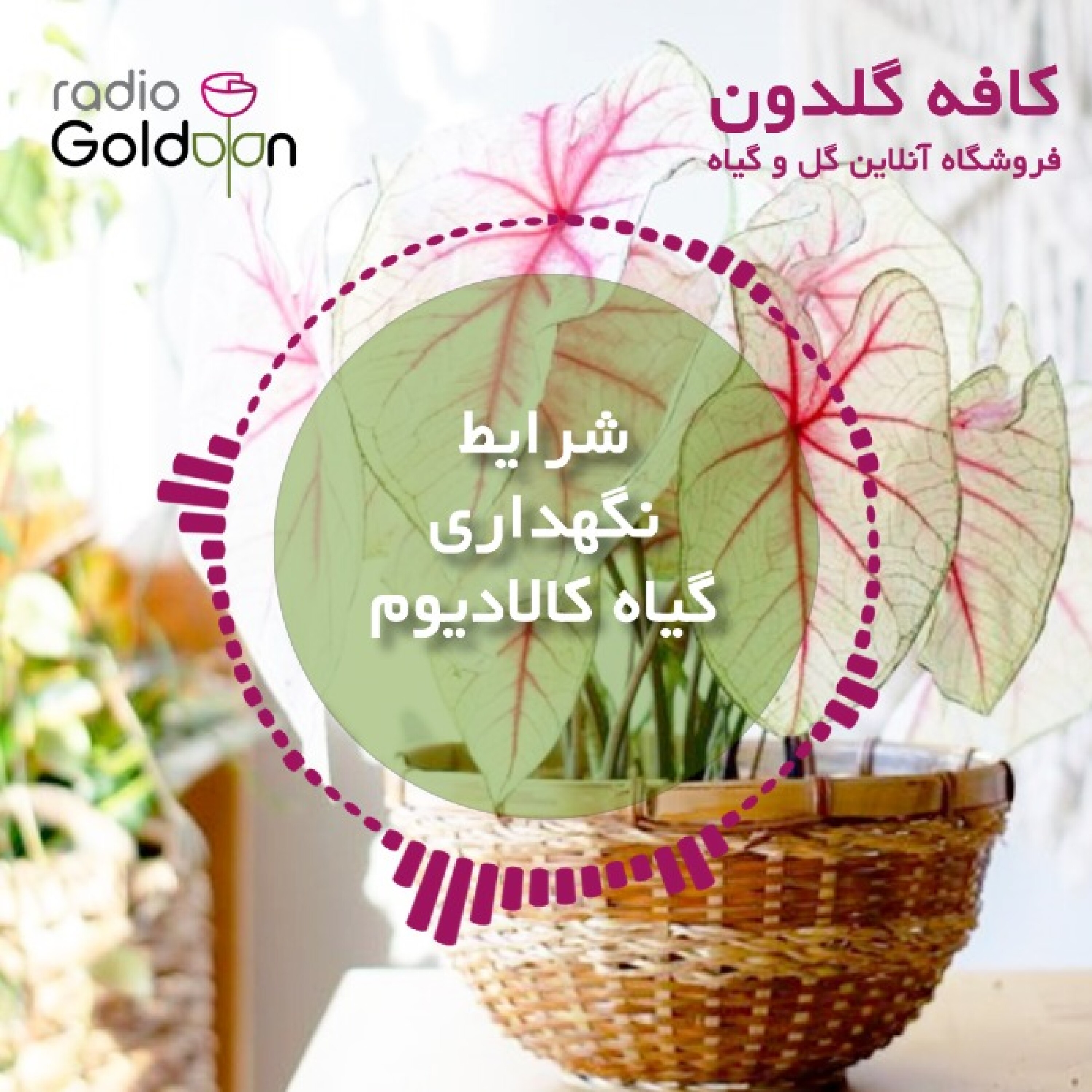 همه چیز درباره گیاه زیبای کالادیوم