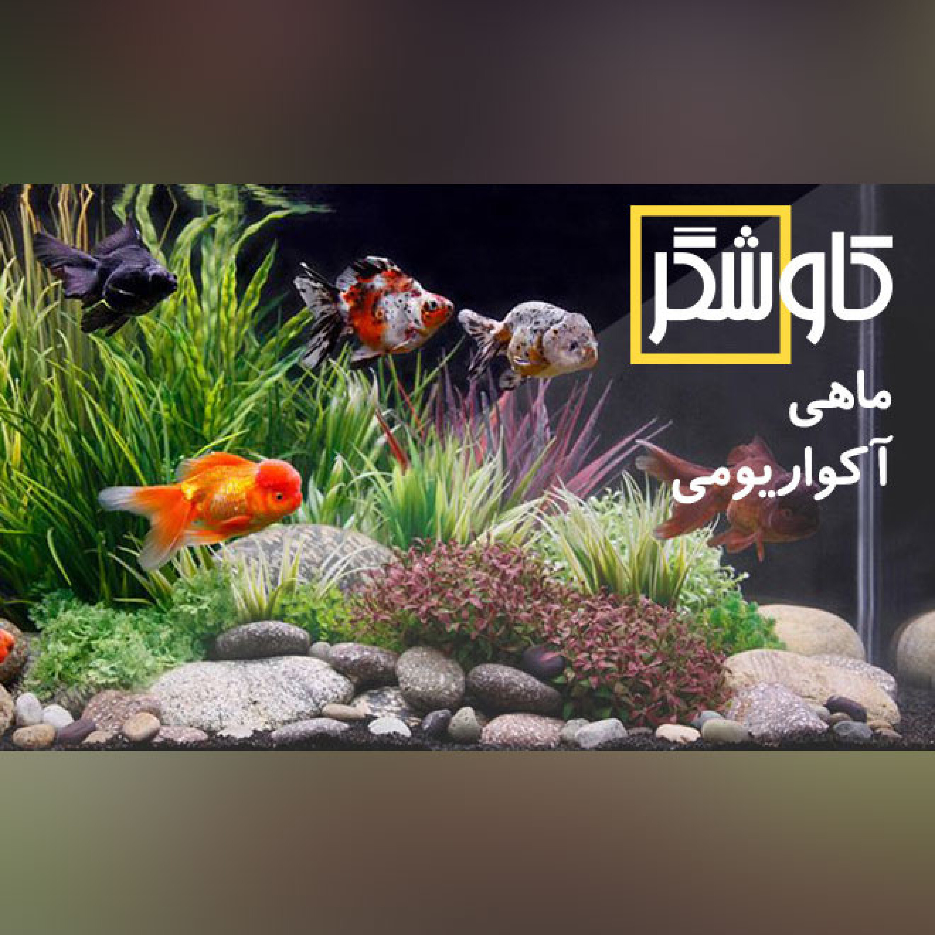 ماهی آکواریومی