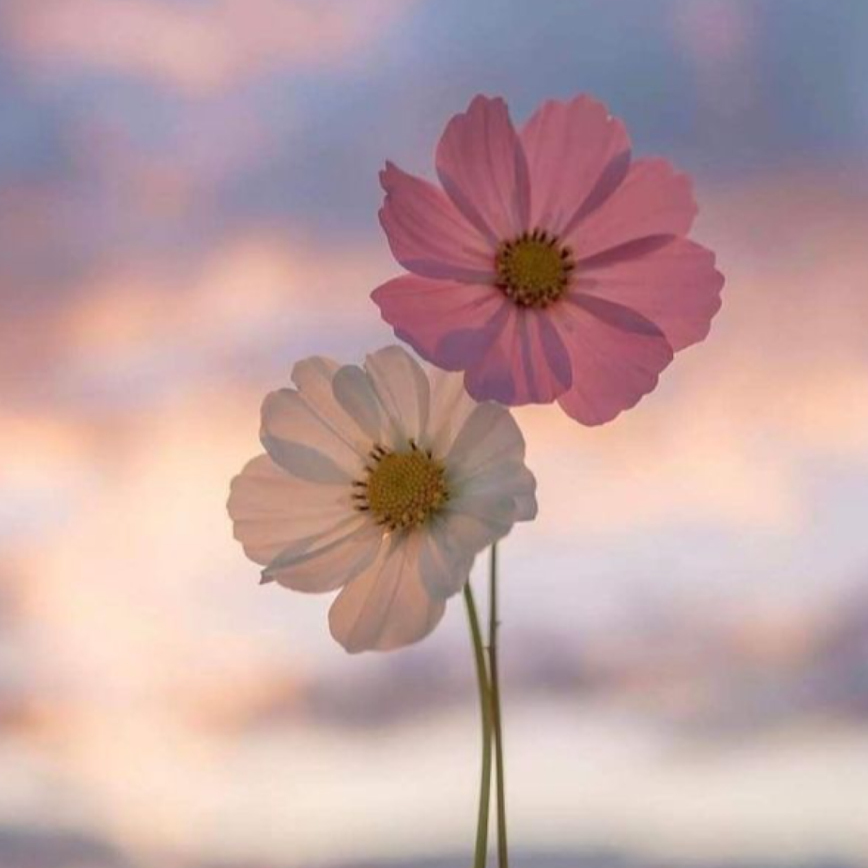 کاور عاشقانه