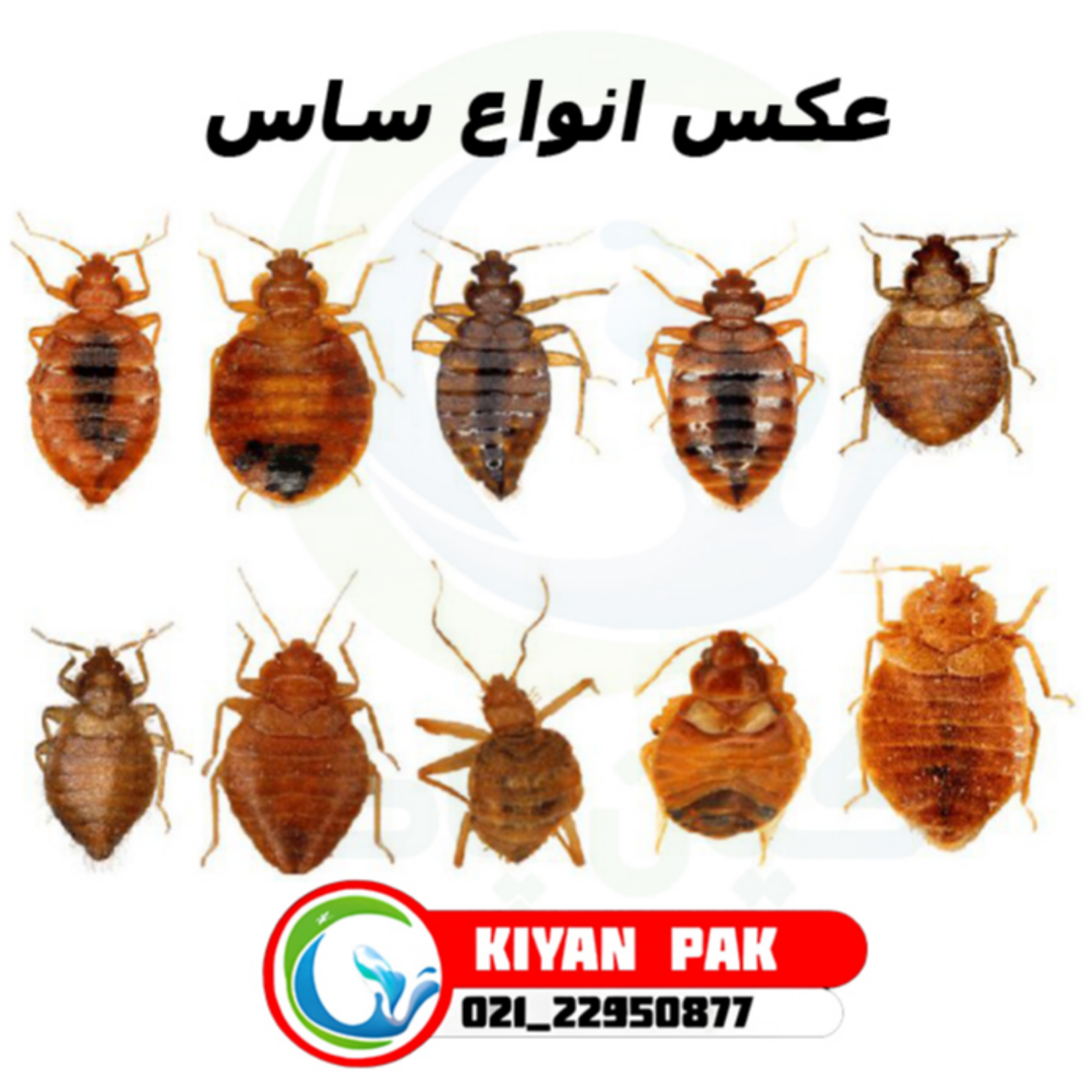 کاور ساس چیست و چگونه آن را شناسایی کنیم؟