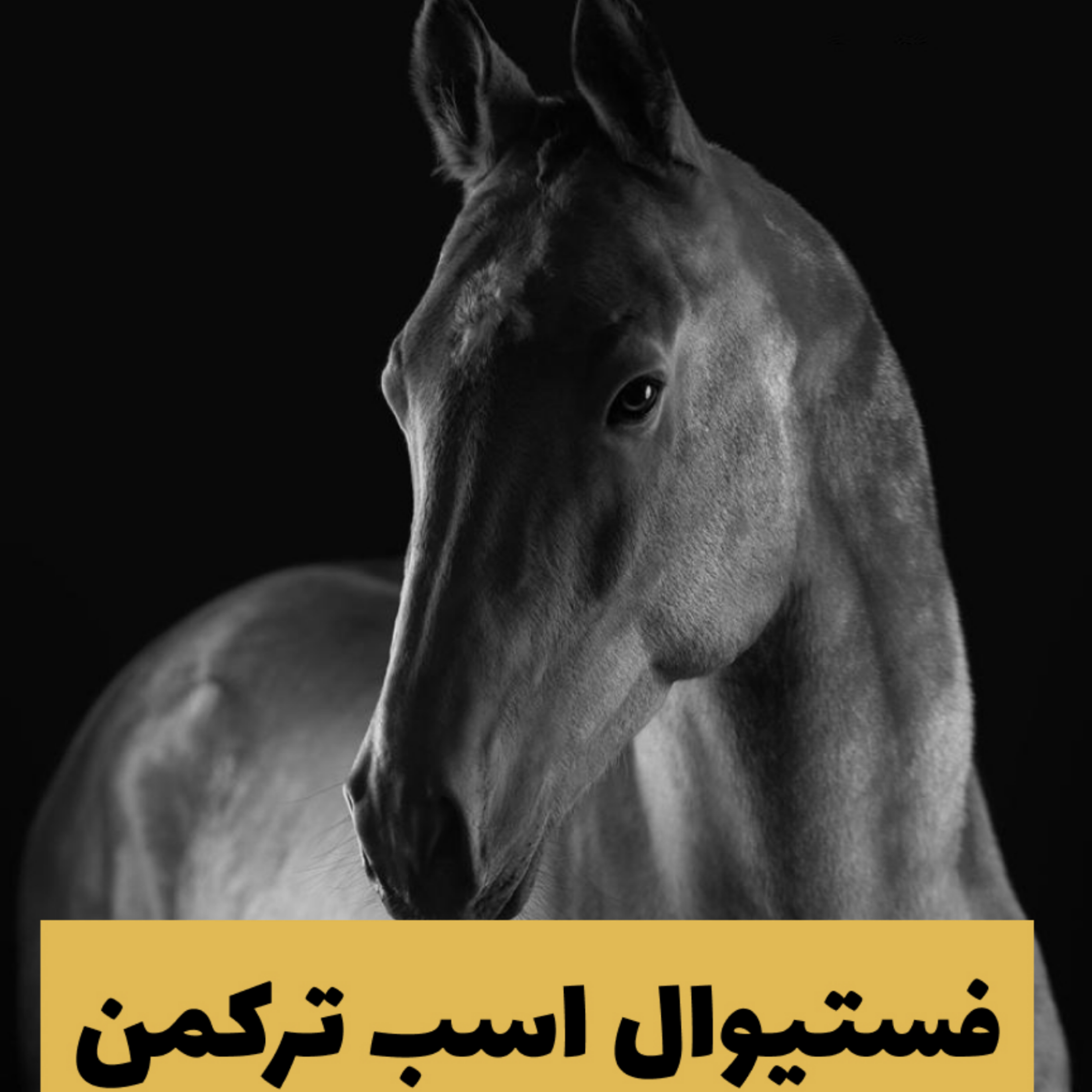 کاور اپیزود سی و پنجم تحلیل مسابقه اسب ترکمن