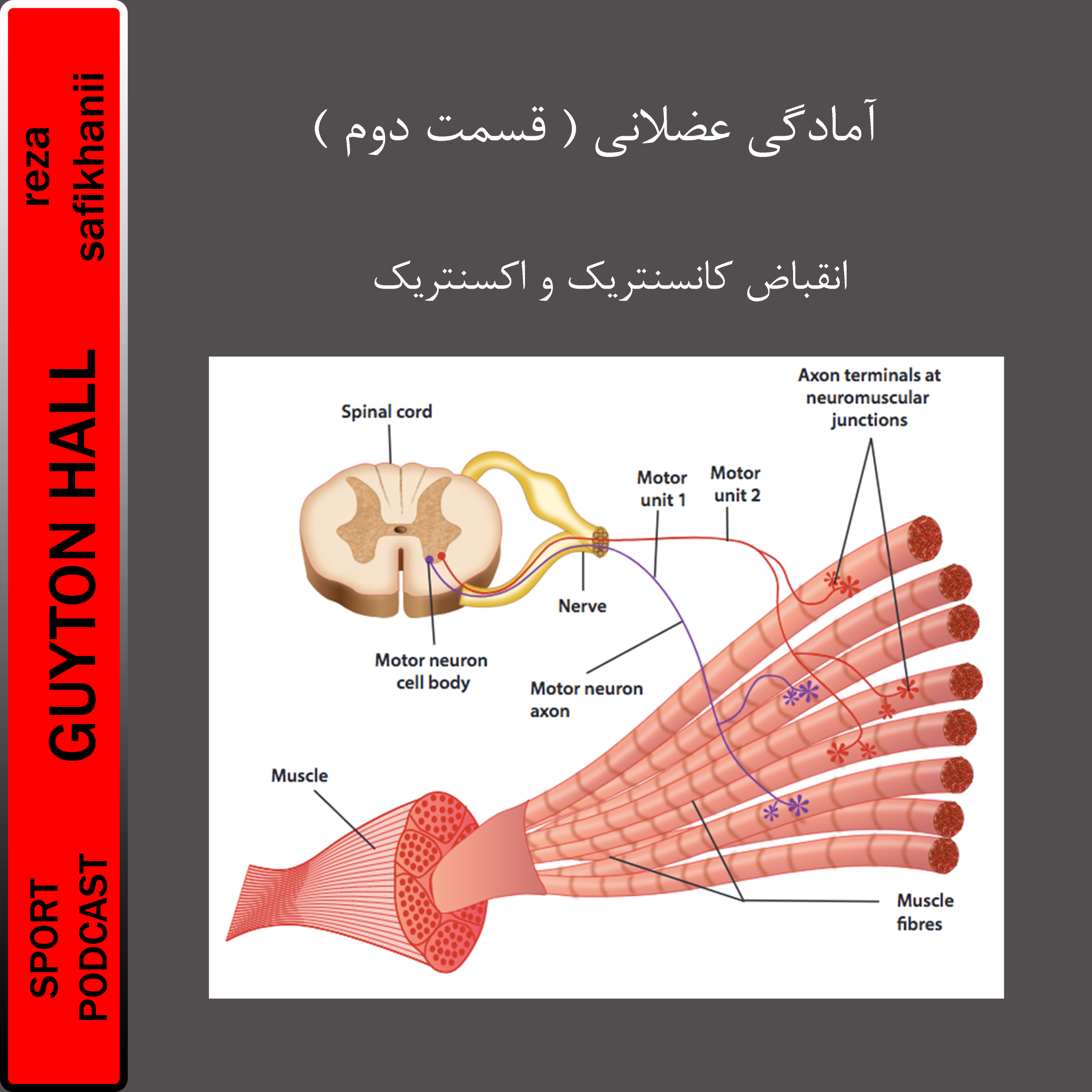 آمادگی عضلانی ( قسمت دوم )