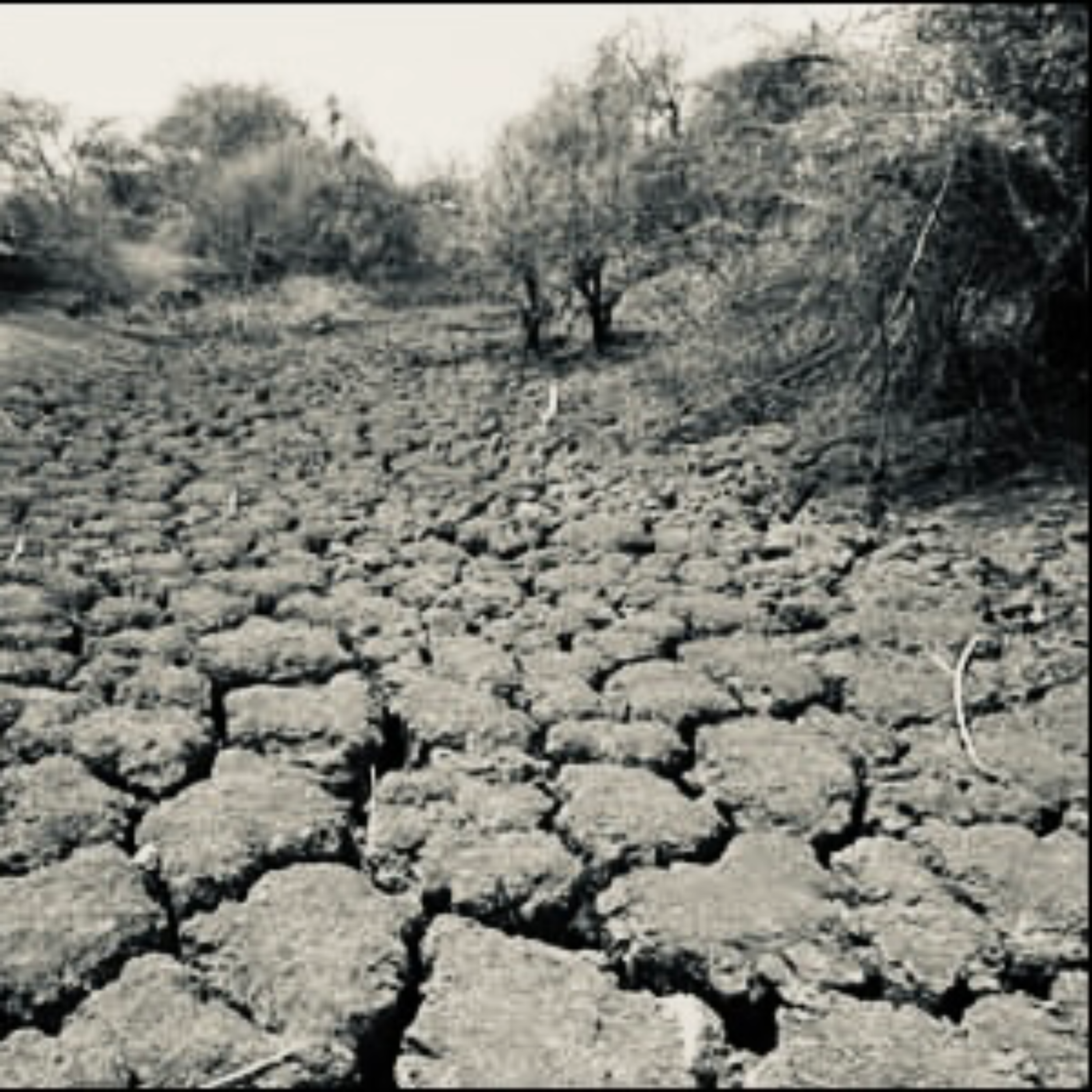 کاور برف وسمفونی ابری - مرض حیوان