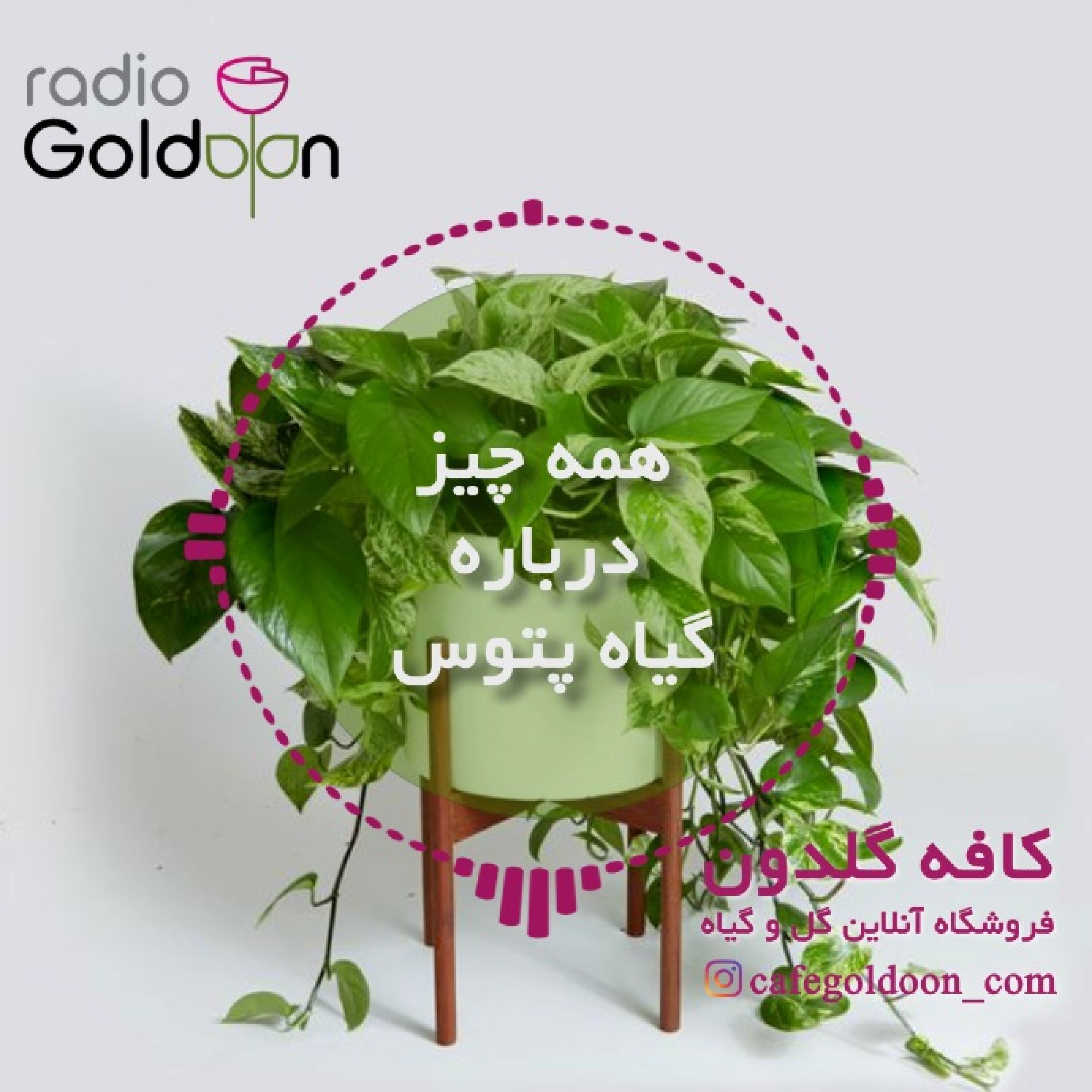 معرفی، نگهداری و تکثیر گیاه پتوس