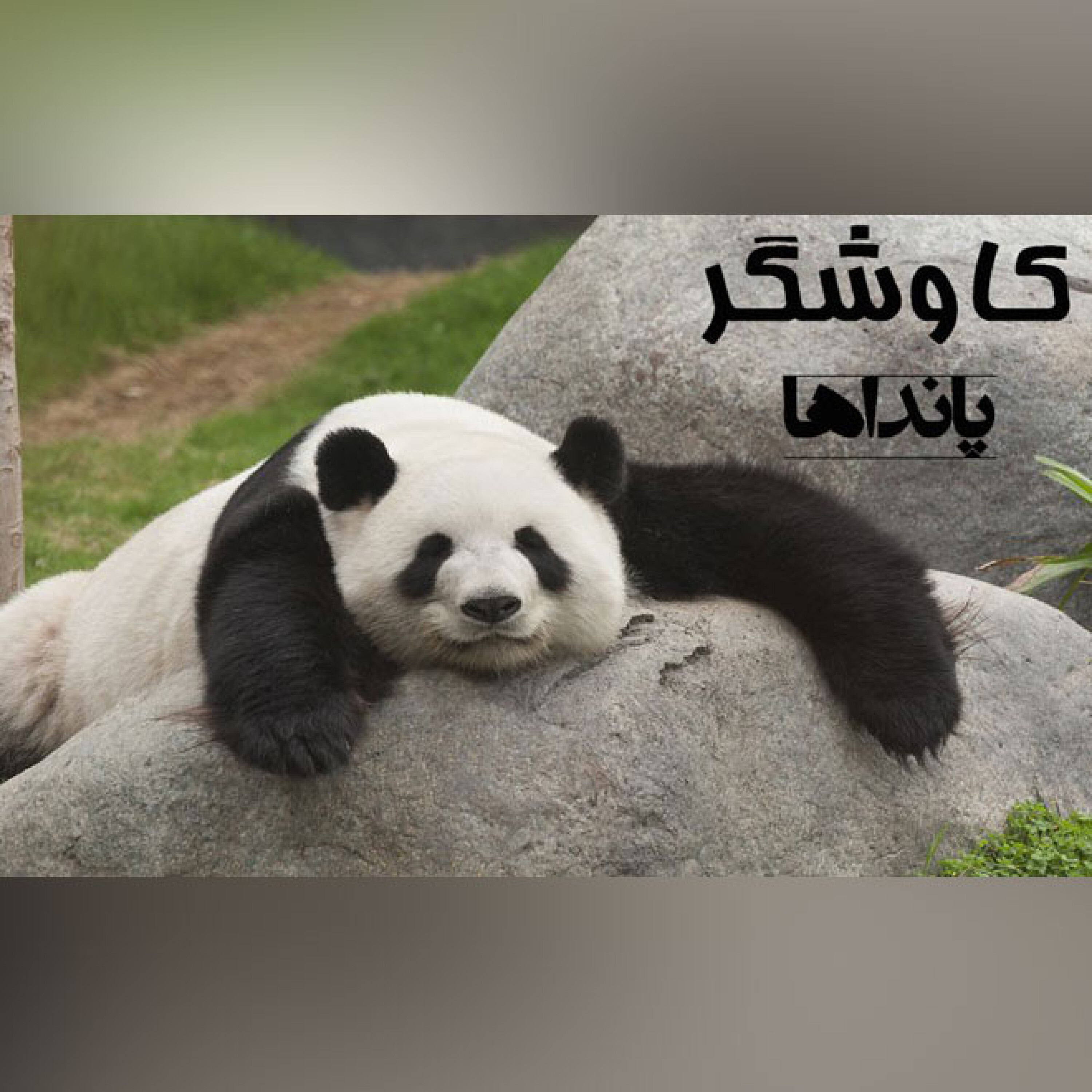 پانداها