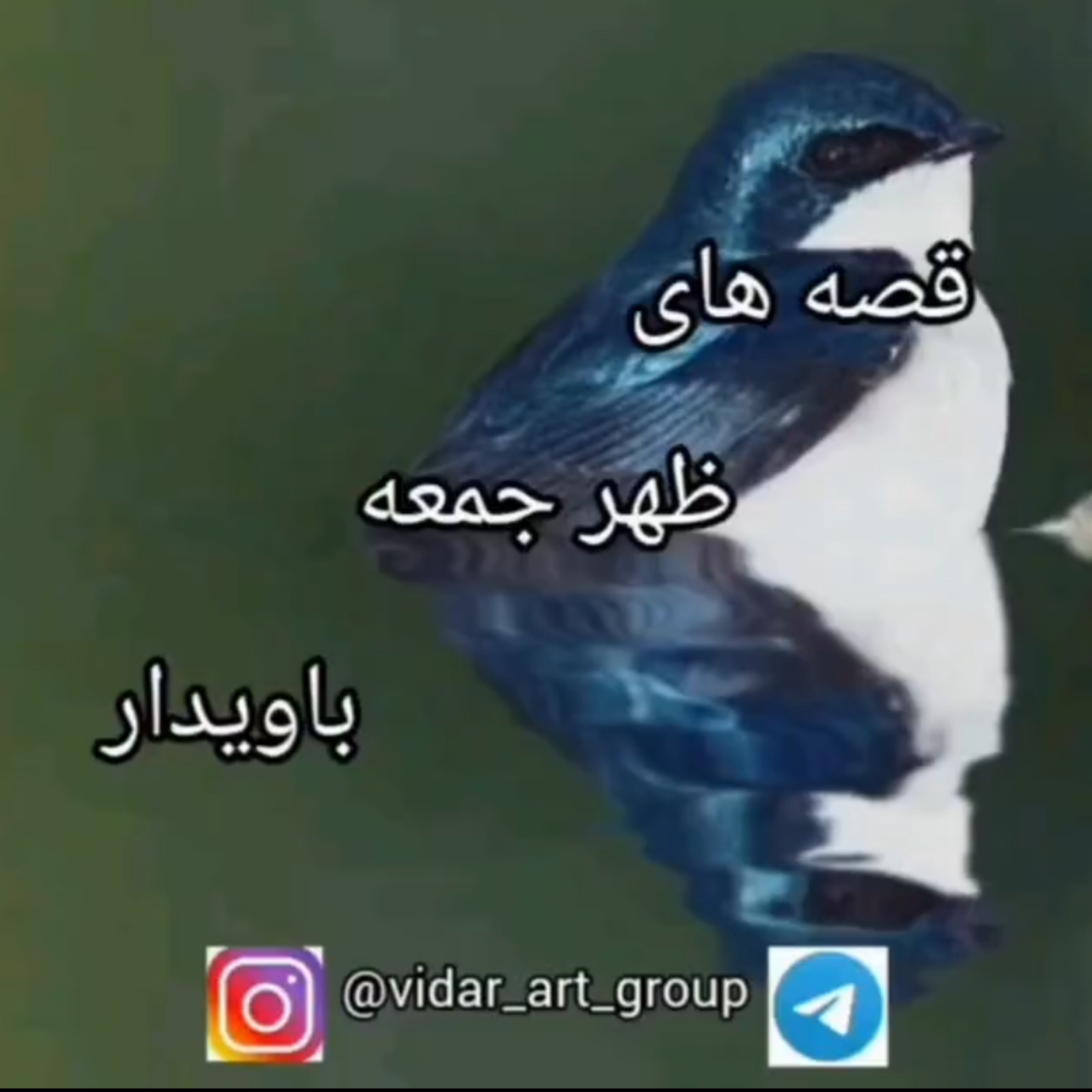 کاور داستان پرستو
