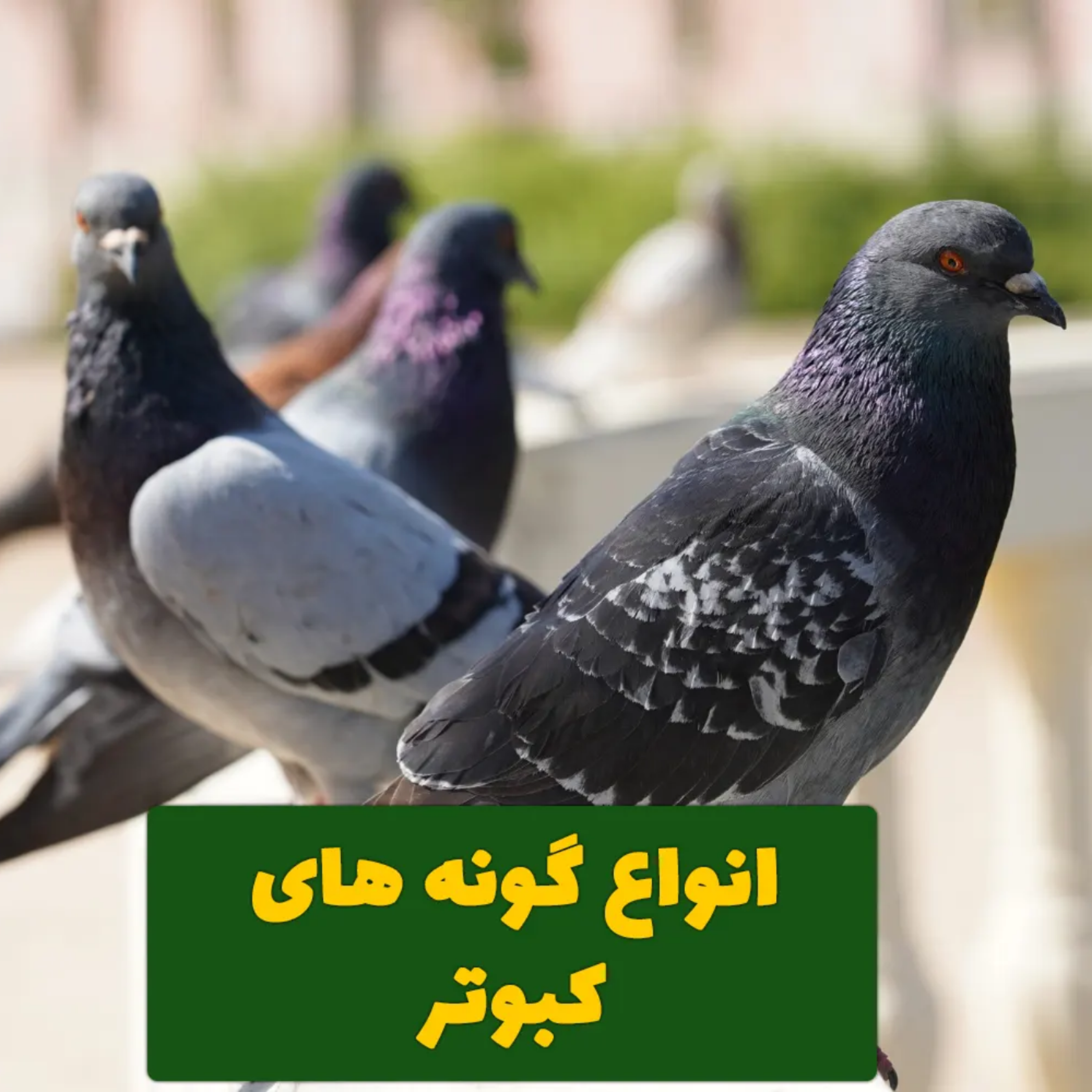کاور انواع گونه های کبوتر [4 نوع]