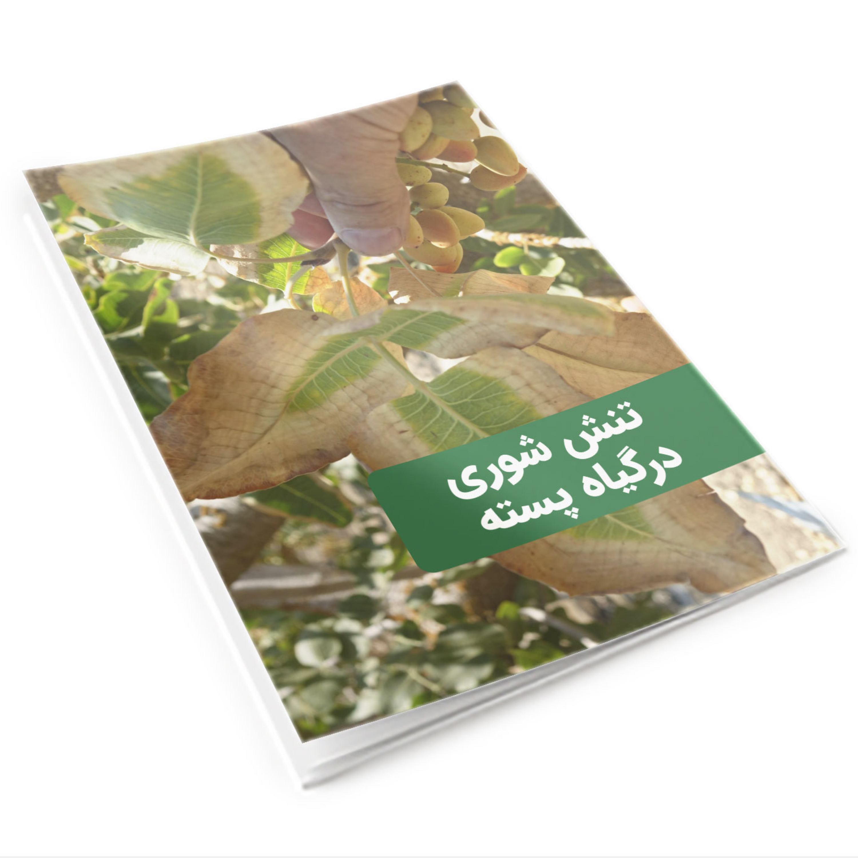 کاور تنش شوری در گیاه پسته