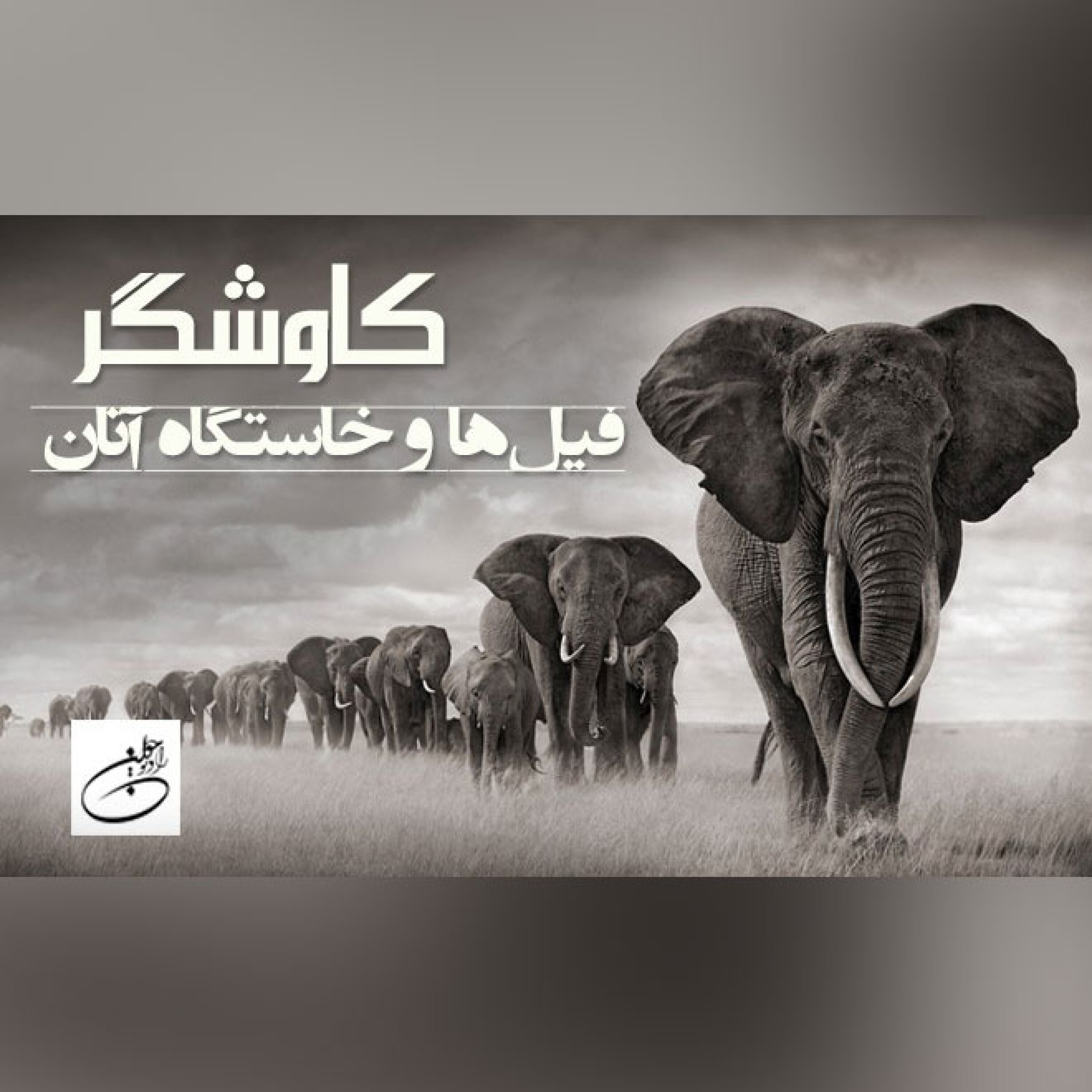 فیل ها و خاستگاه آن ها