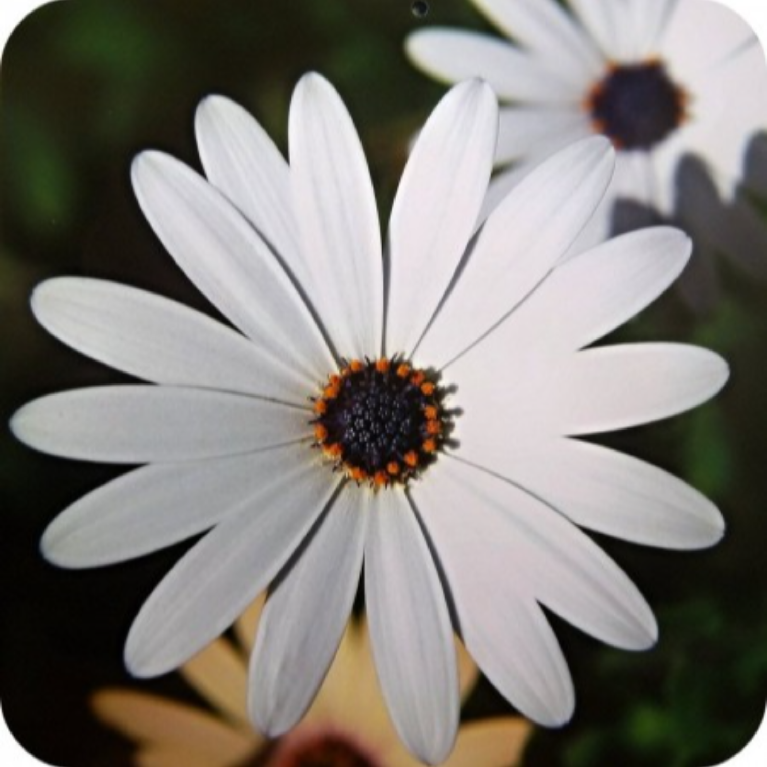 کاور ارزش مکاشفه