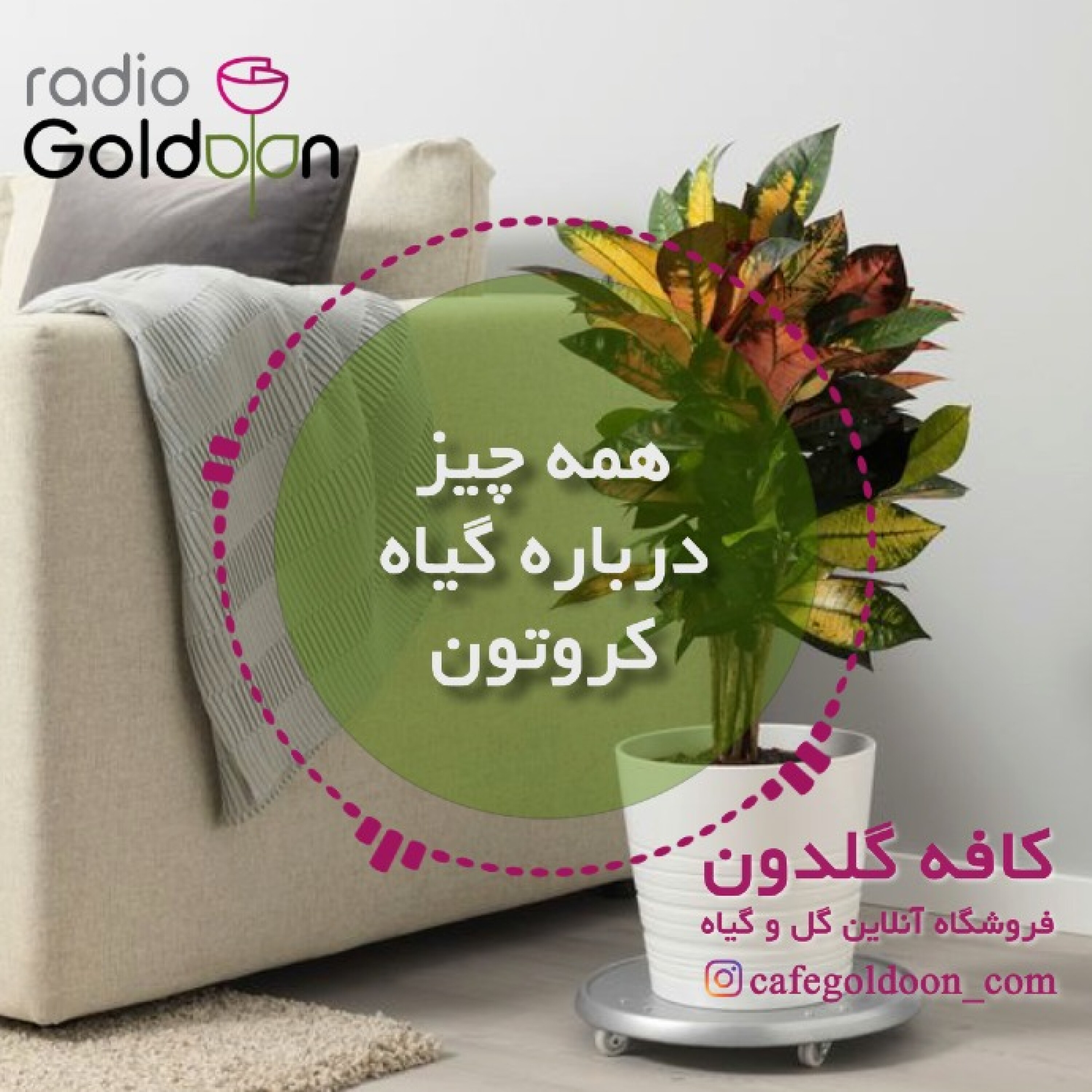معرفی، نحوه نگهداری و تکثیر گیاه کروتون
