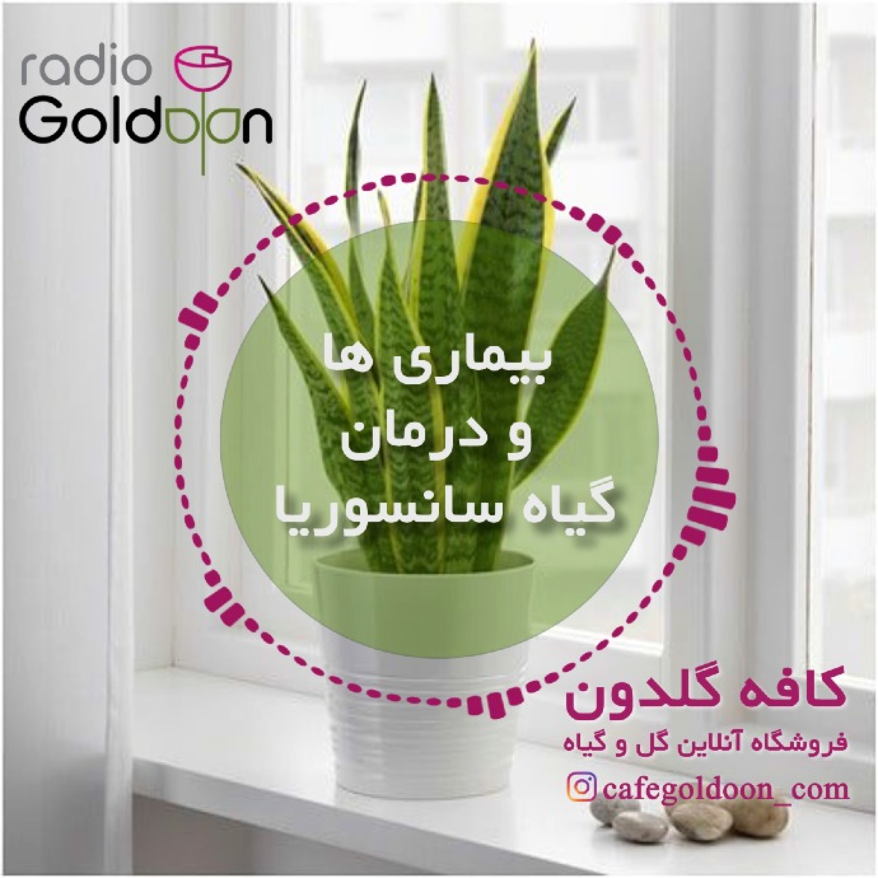 مشکلات و راه های درمان گیاه سانسوریا