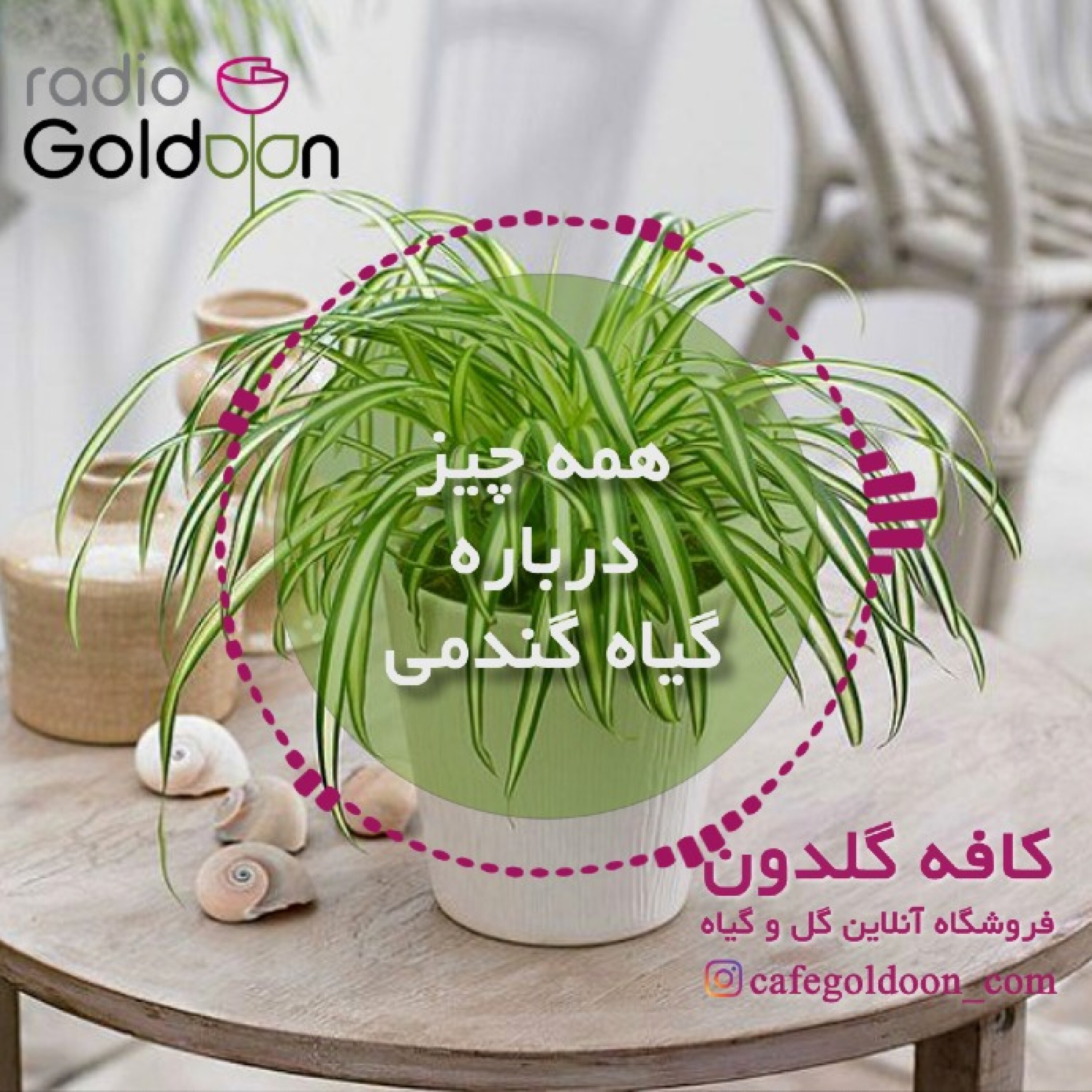 معرفی، نگهداری و تکثیر گیاه گندمی