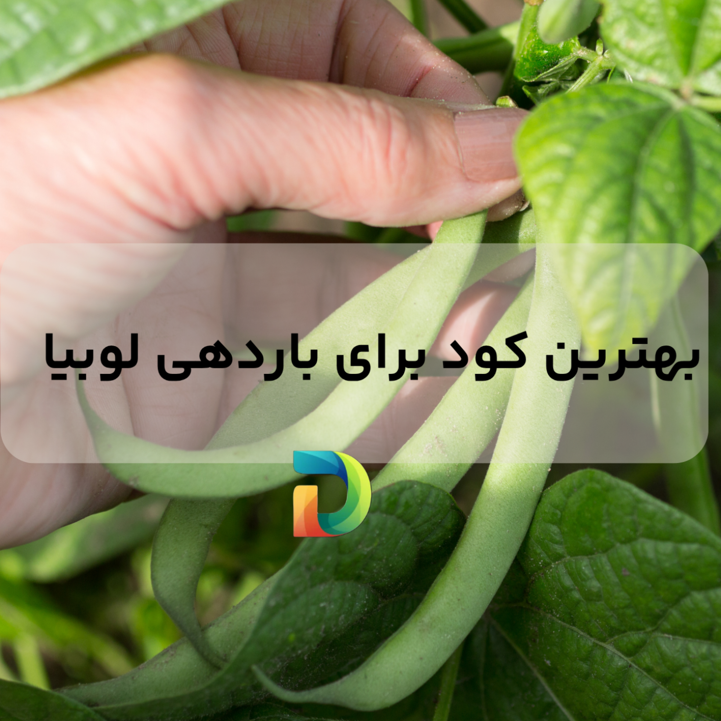 کاور بهترین کود برای باردهی لوبیا
