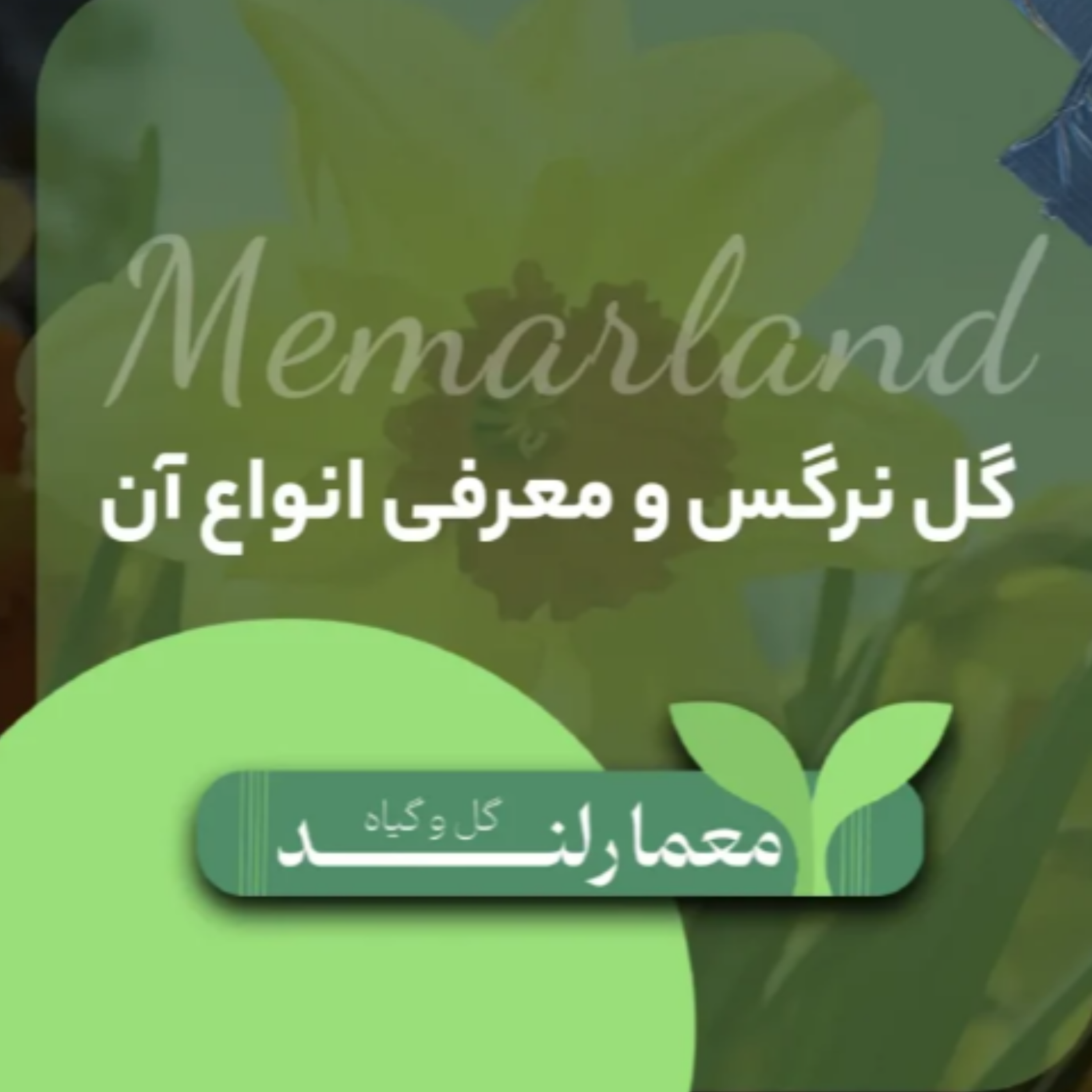کاور گل نرگس و خواص درمانی فوق العاده آن
