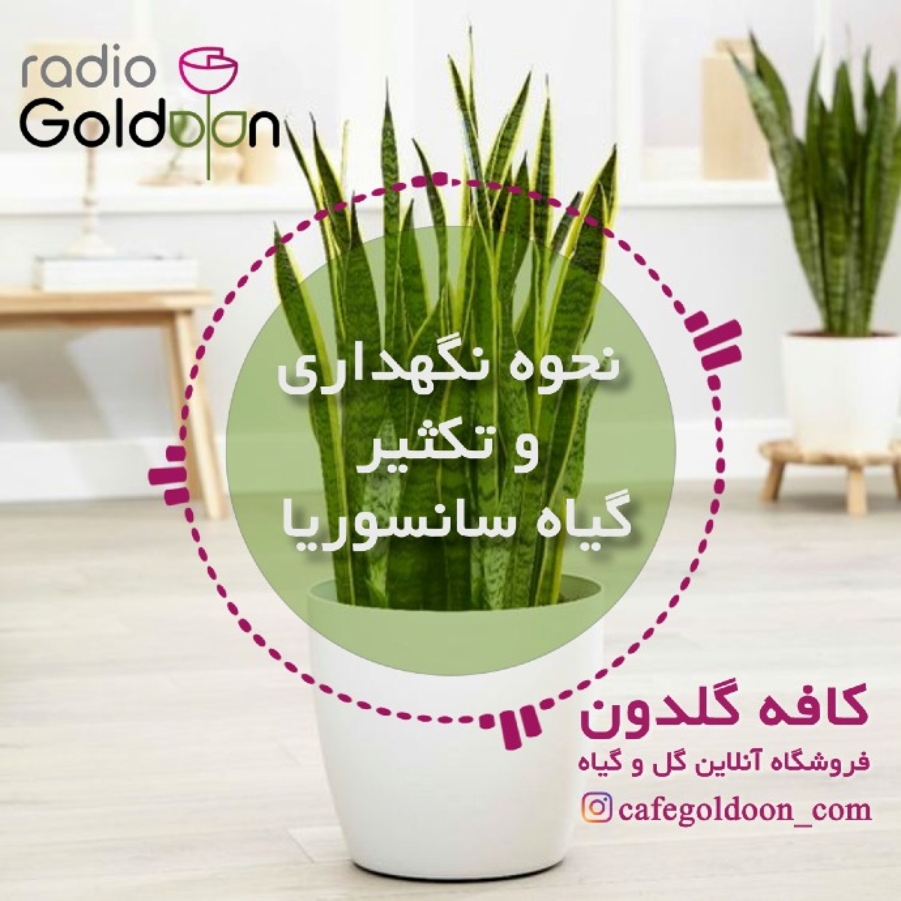 نحوه نگهداری و تکثیر سانسوریا