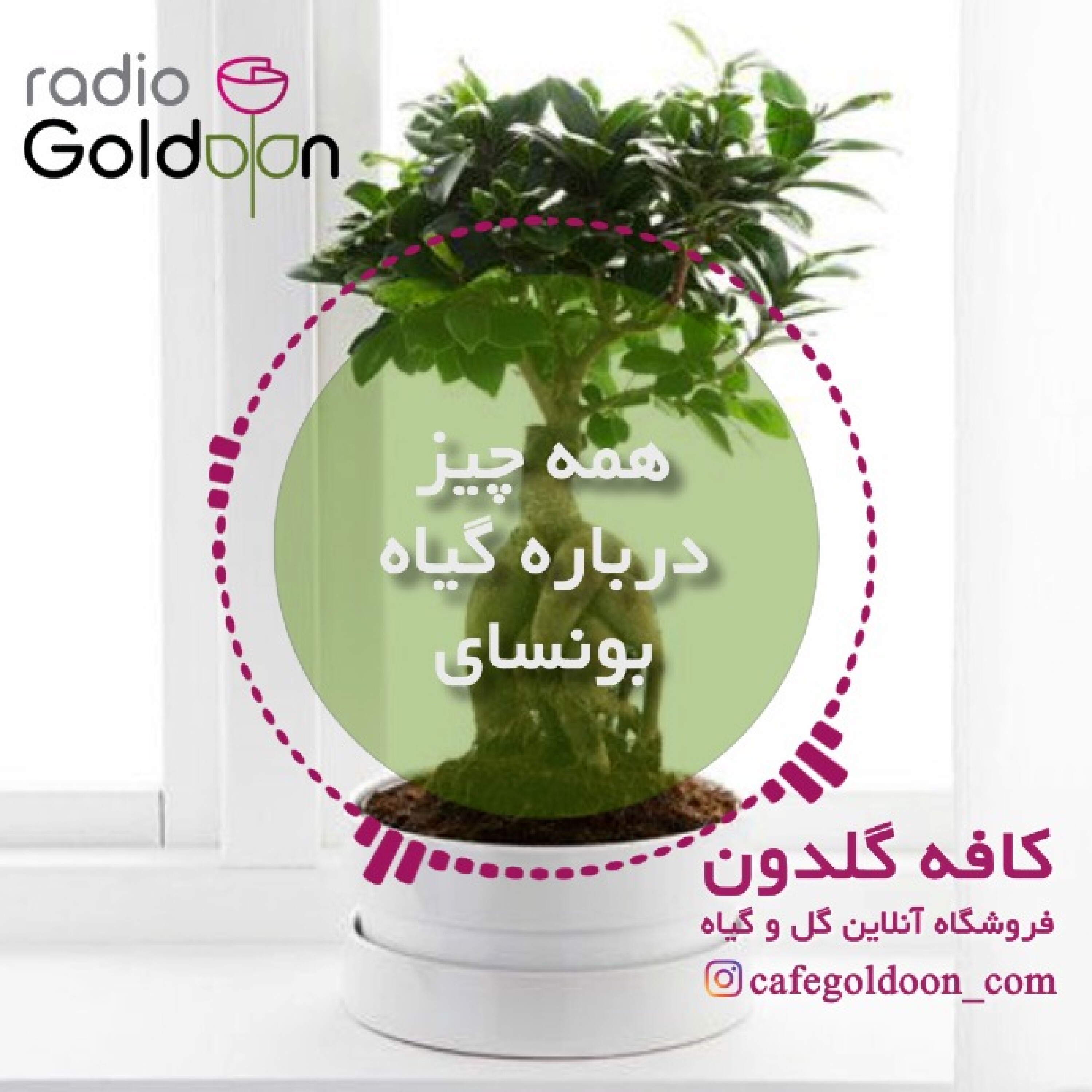 بونسای جنسینگ، نگهداری و بیماری های آن