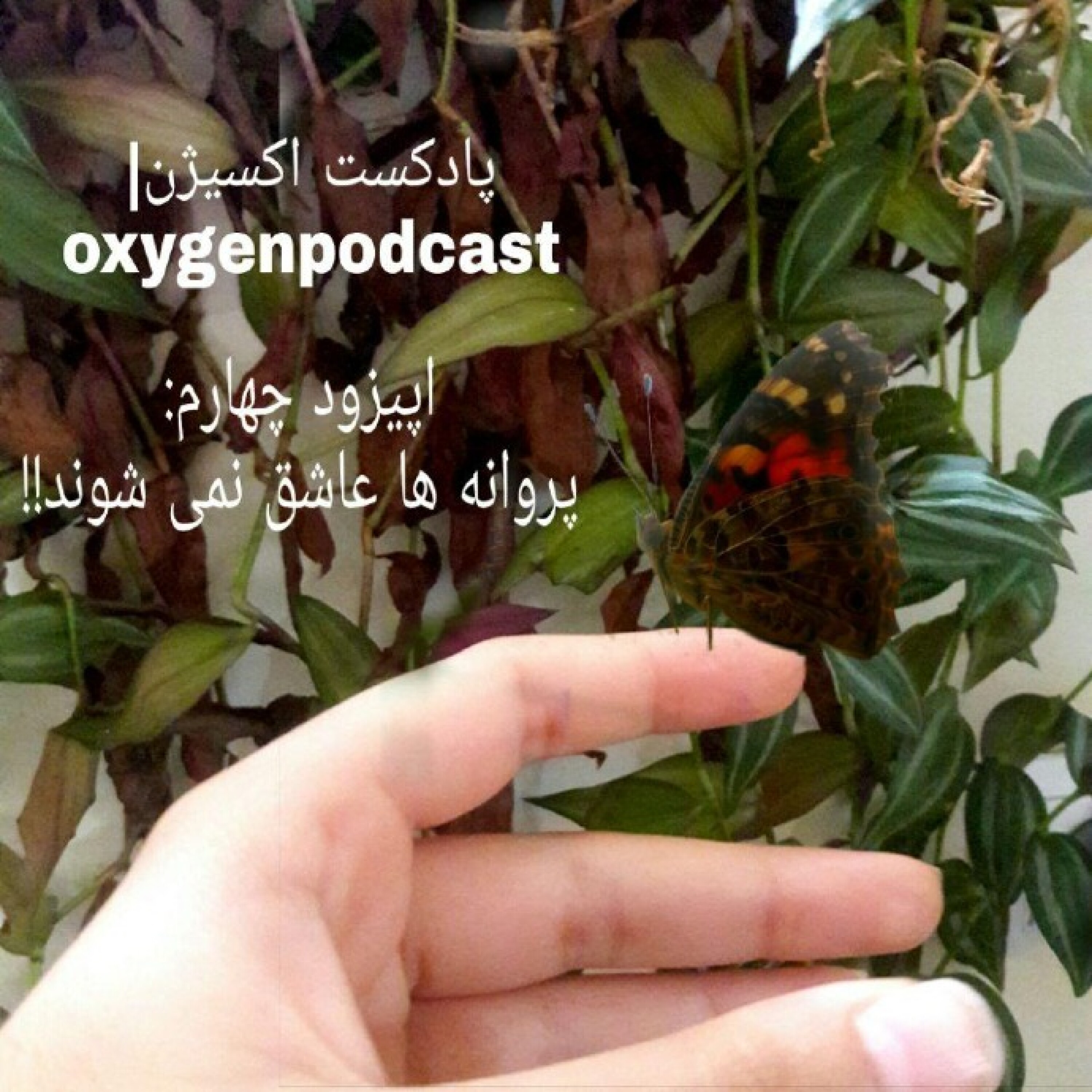 پروانه ها عاشق نمی شوند!!!