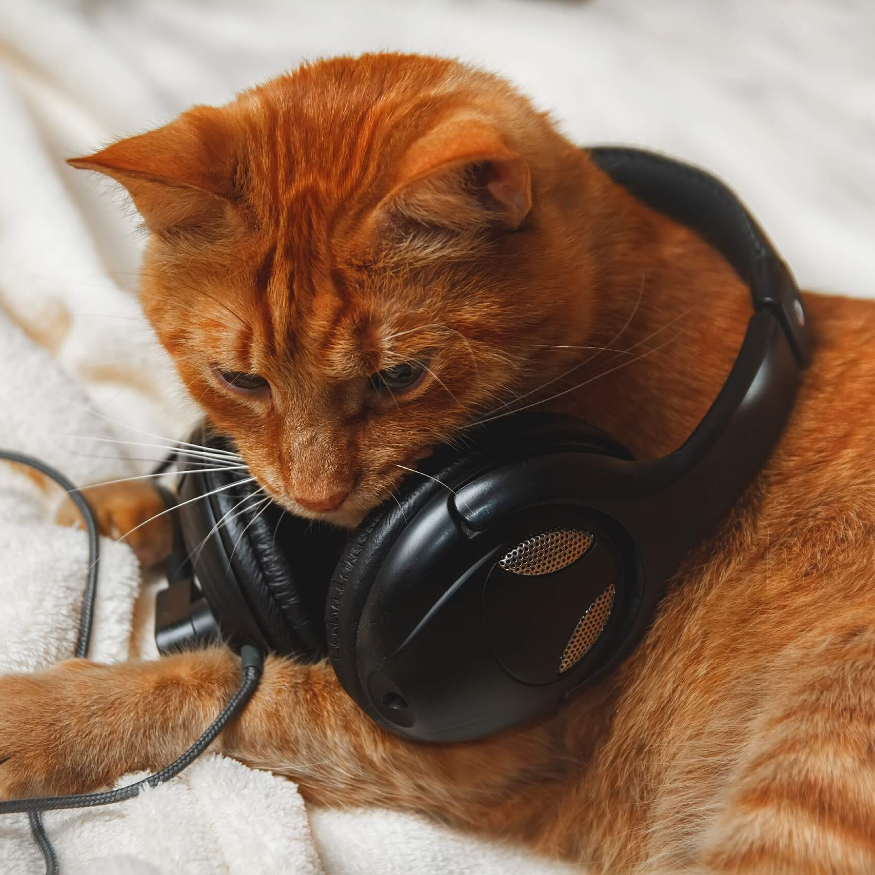 کاور A Sound to Alleviate Cat's Stress