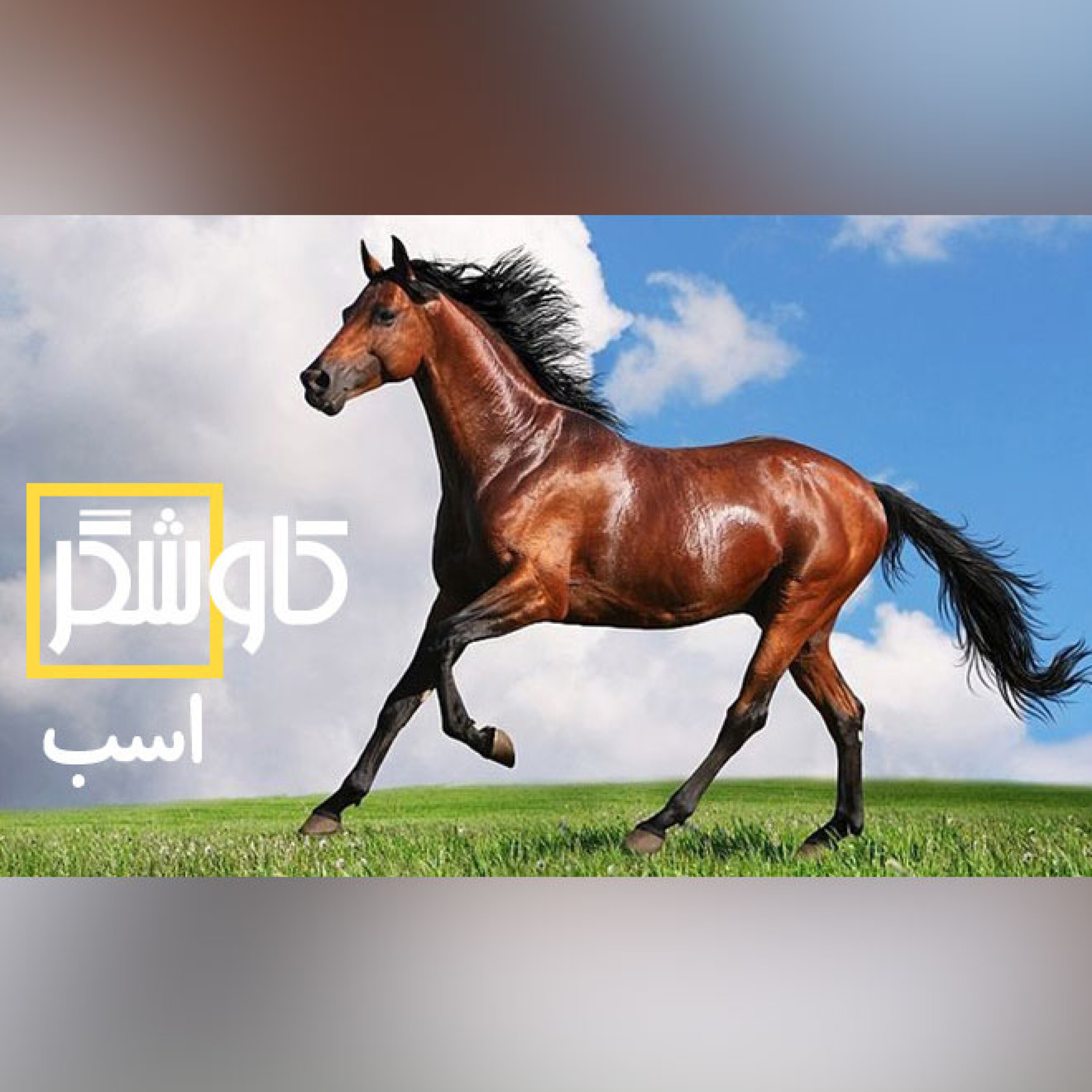 اسب