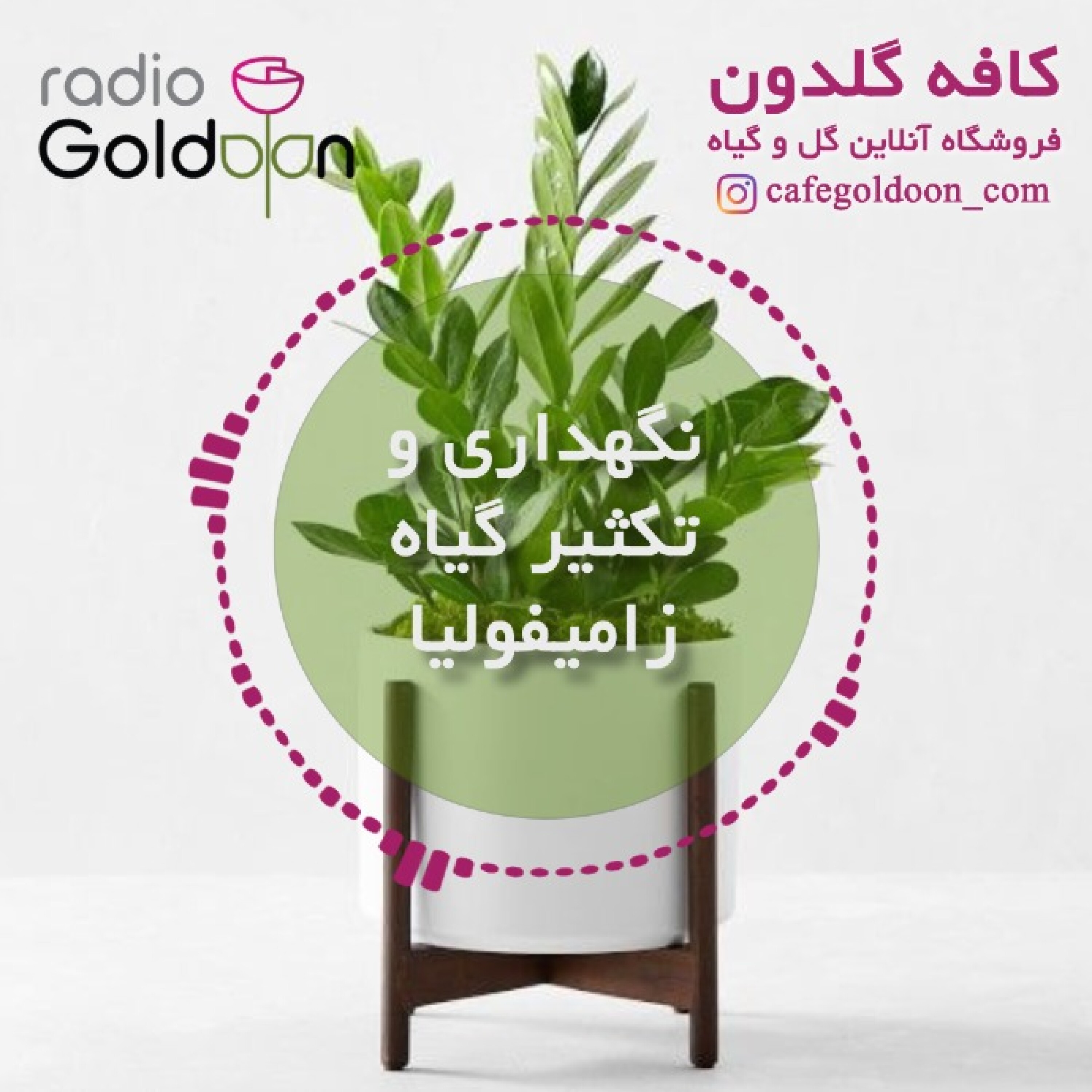 نگهداری و نحوه تکثیر گیاه زامیفولیا