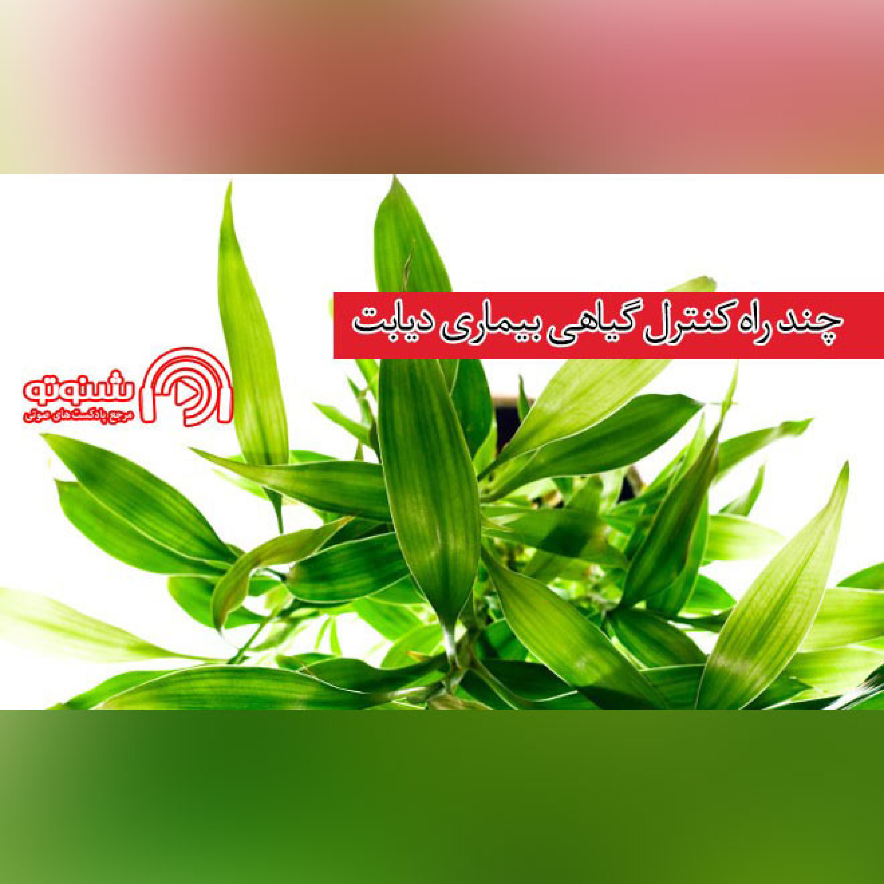 کاور چند راه کنترل گیاهی بیماری دیابت