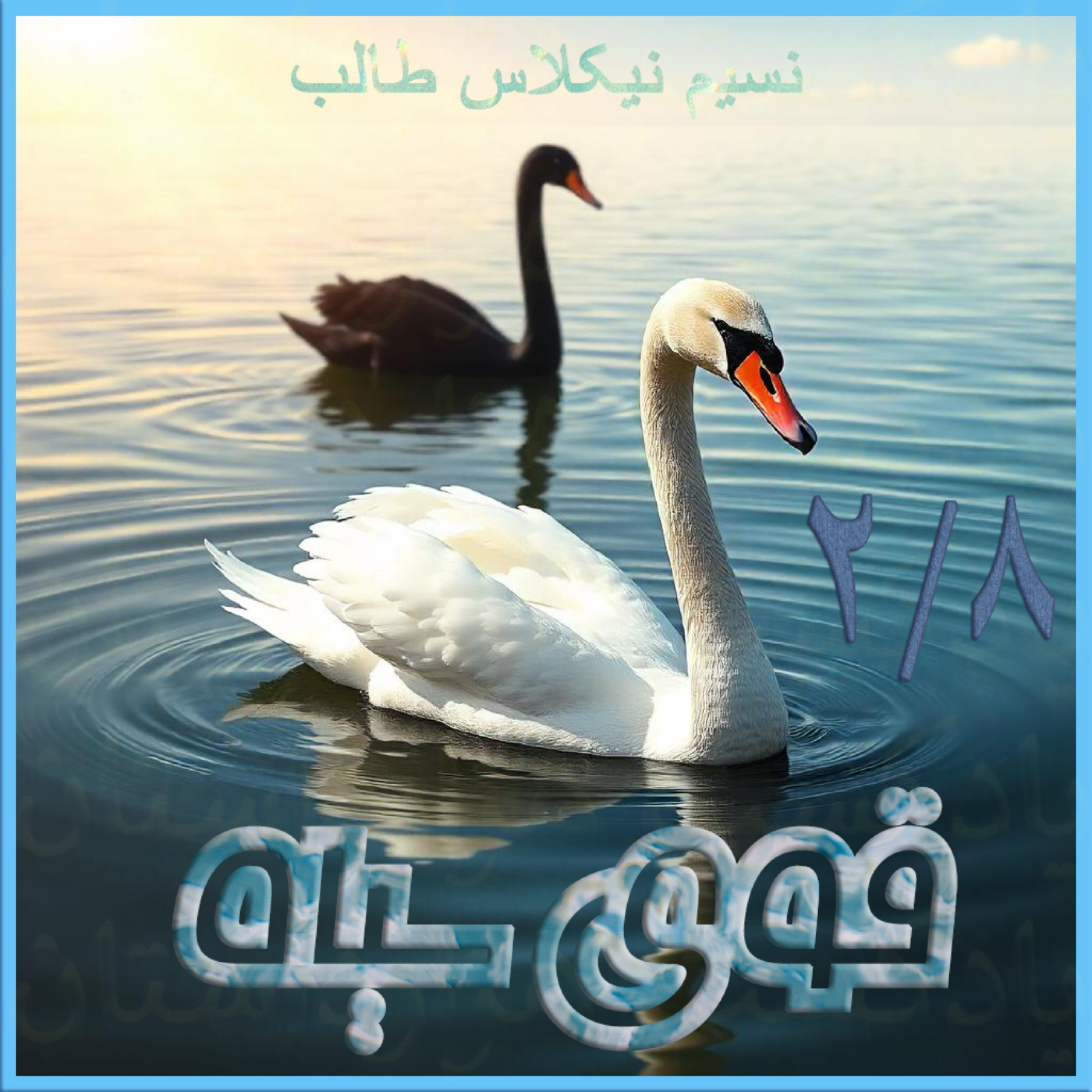 کاور 16قوی سیاه2/8✍️نسیم نیکلاس طالب