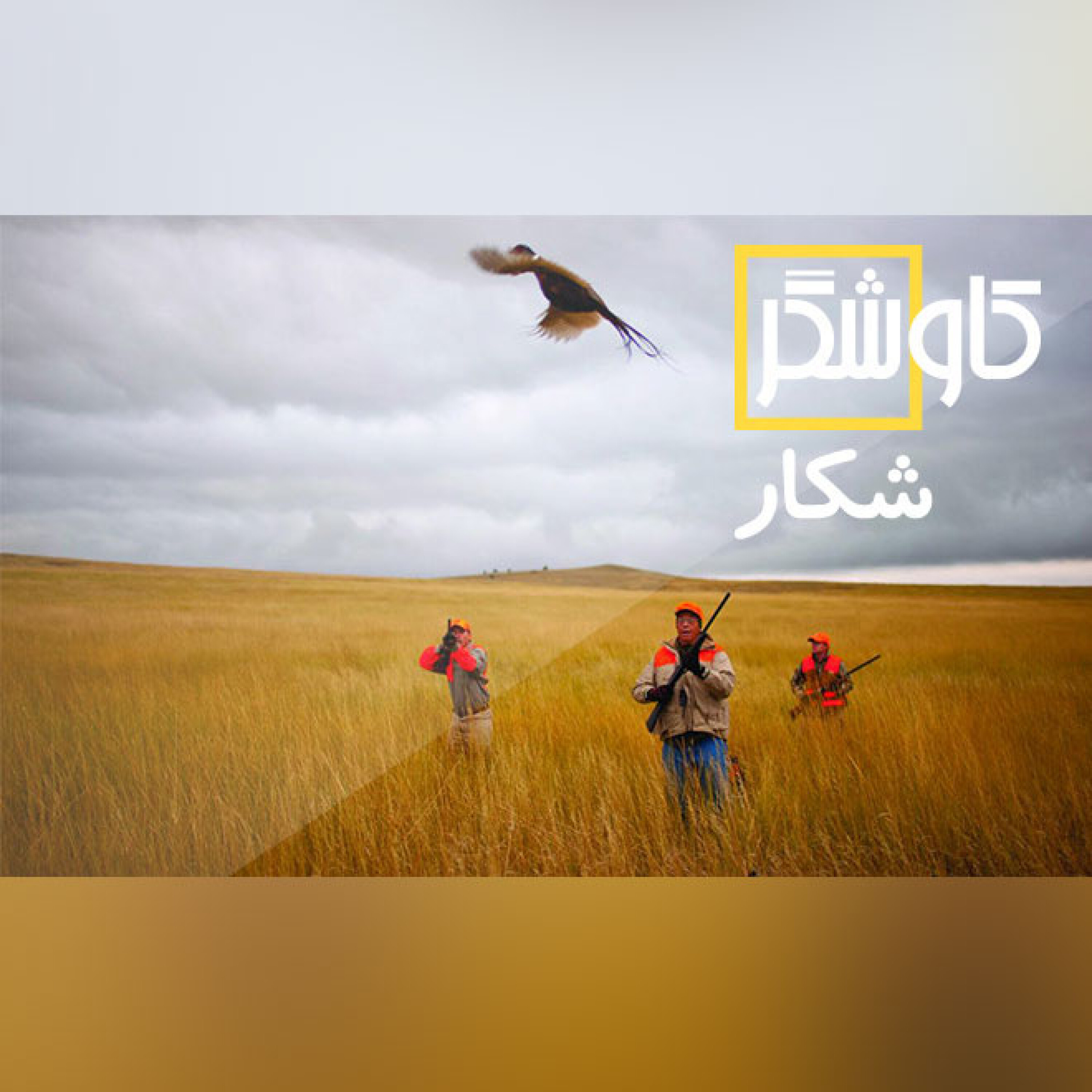 شکار
