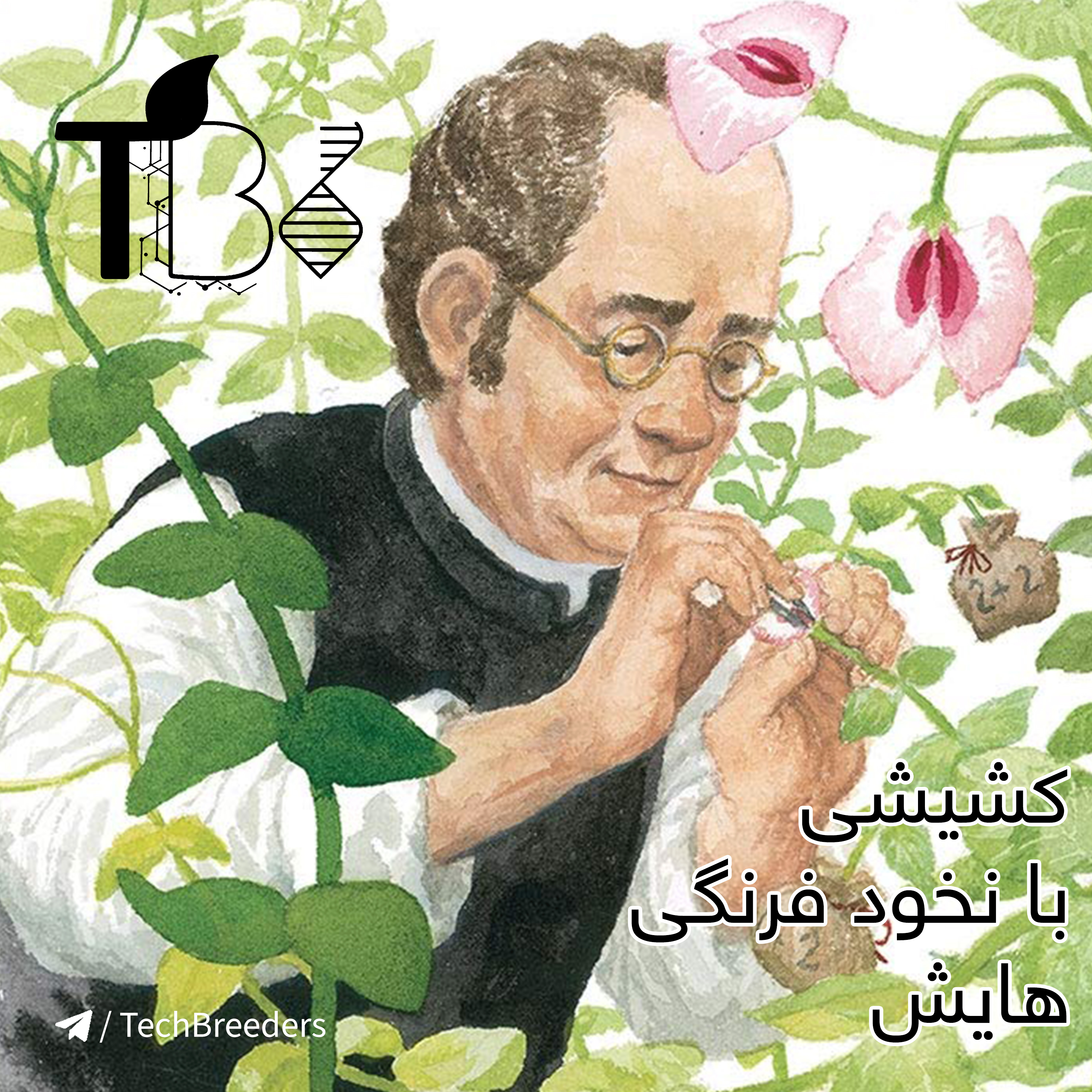 کاور 7.کشیشی که با نخودفرنگی هایش، علم ژنتیک را کشف کرد