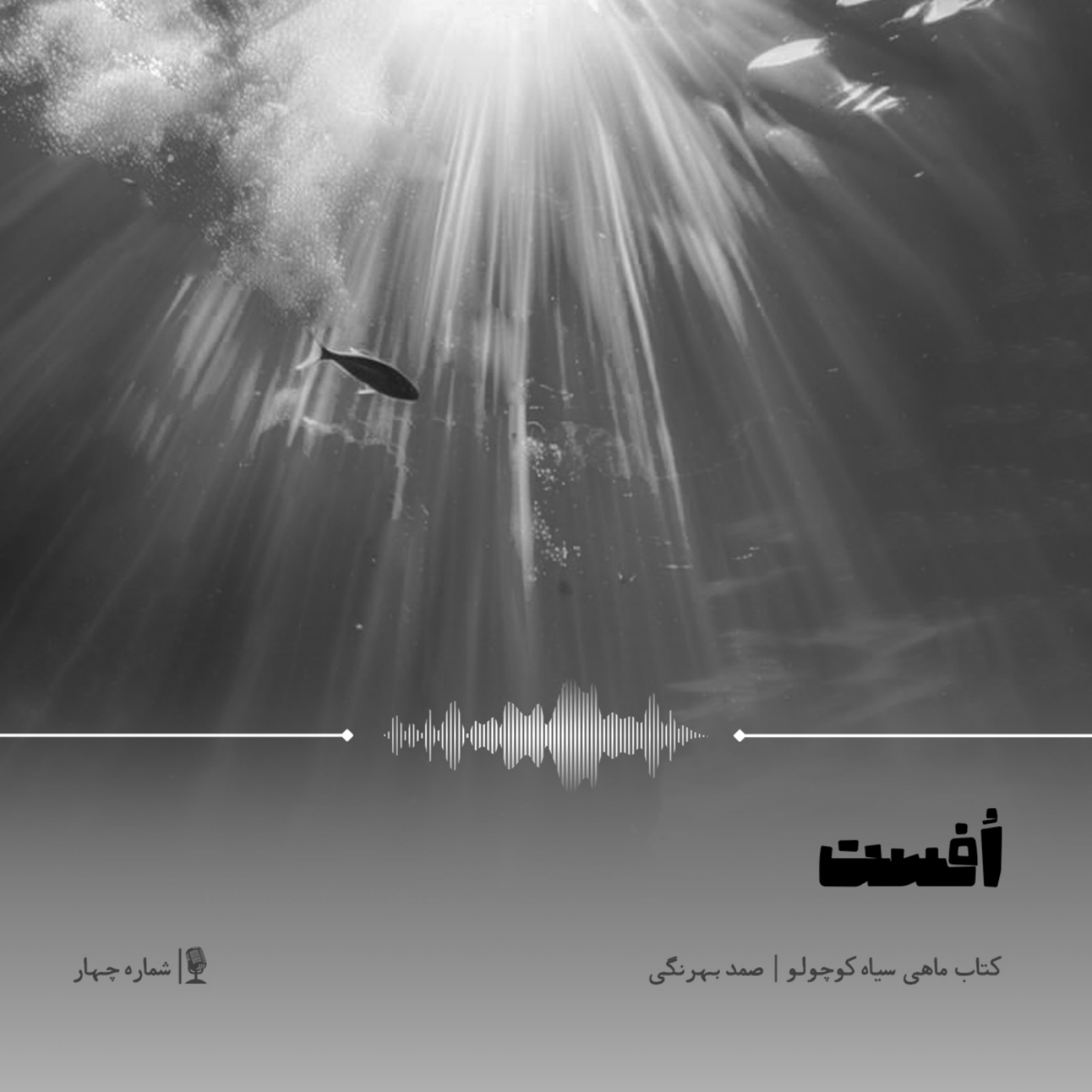 کاور ماهی سیاه کوچولو