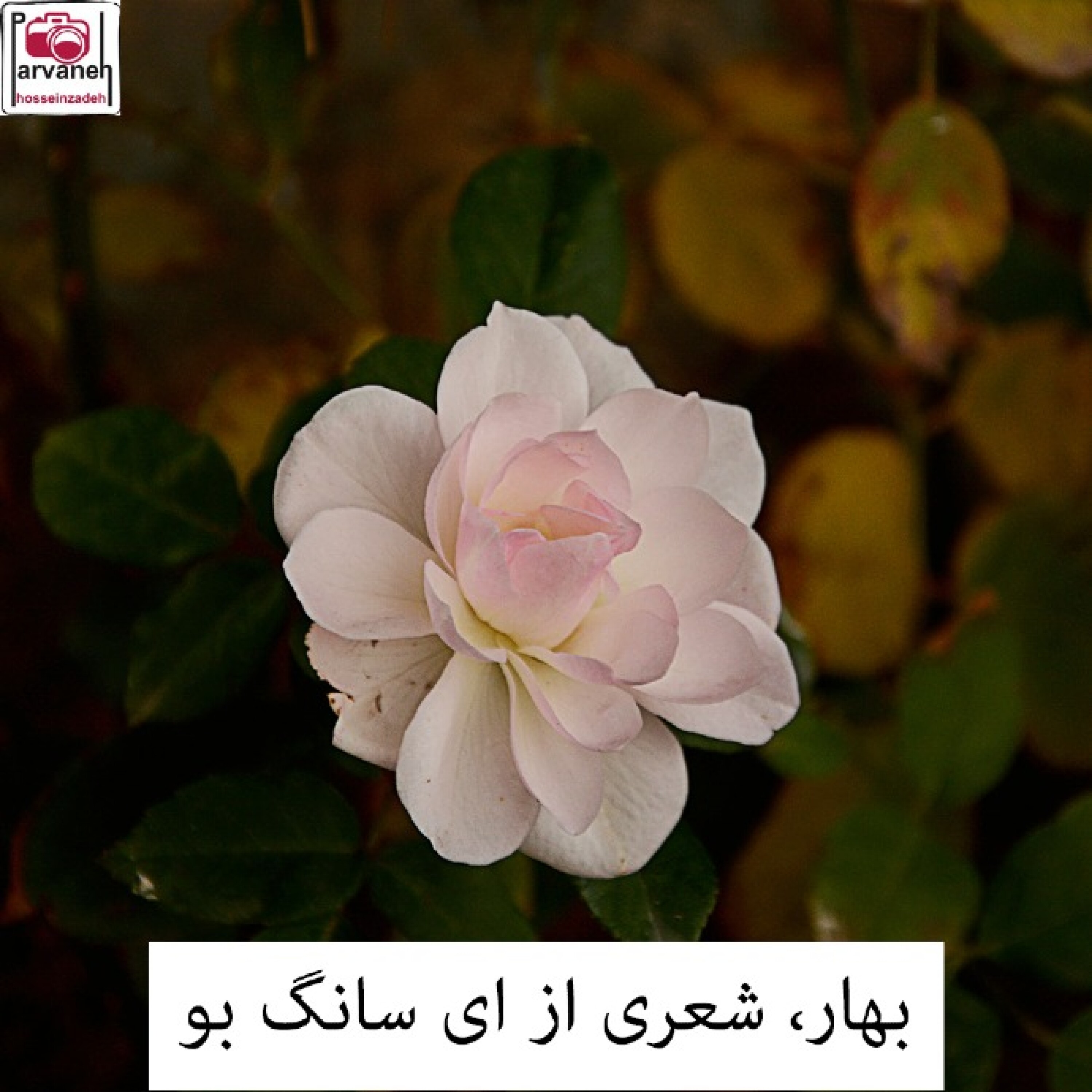کاور شعر بهار