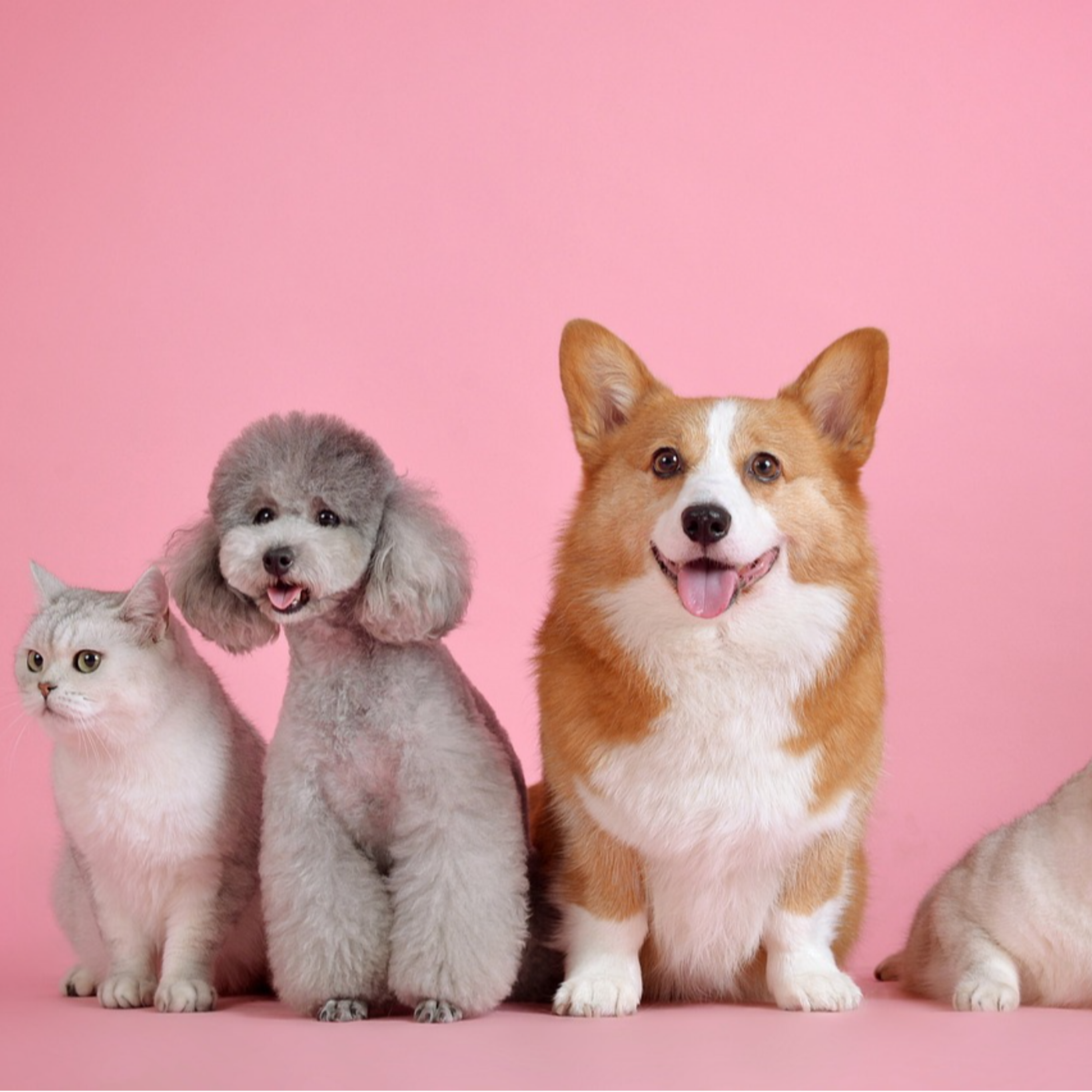 کاور Our love of pets