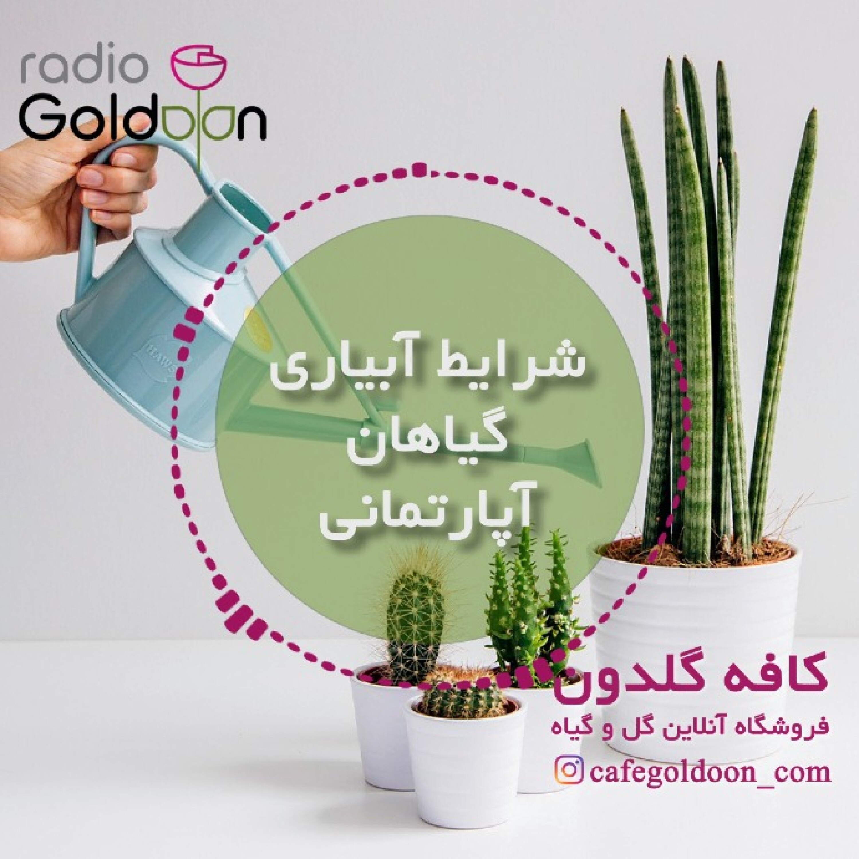 شرایط آبیاری گیاهان آپارتمانی