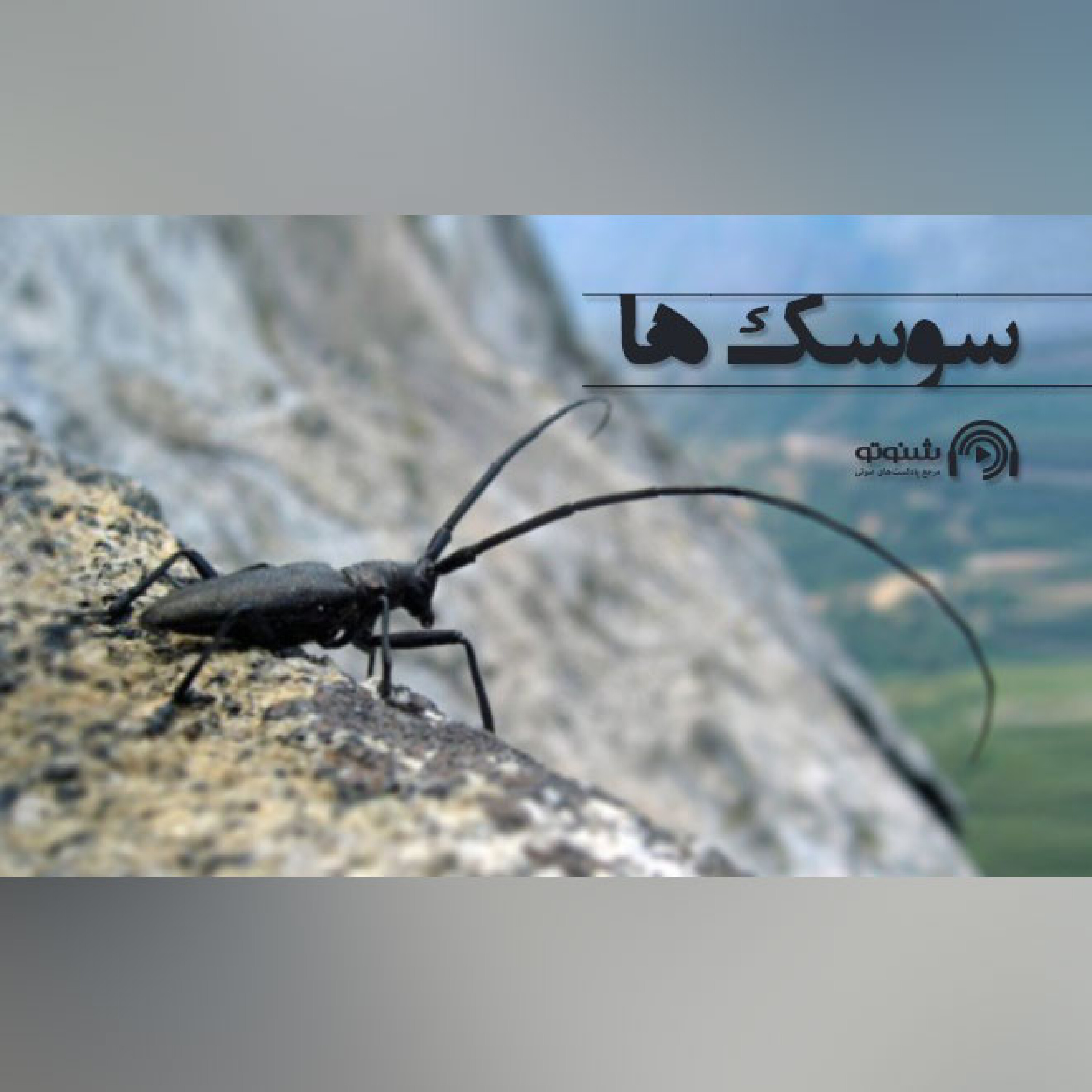 سوسک ها