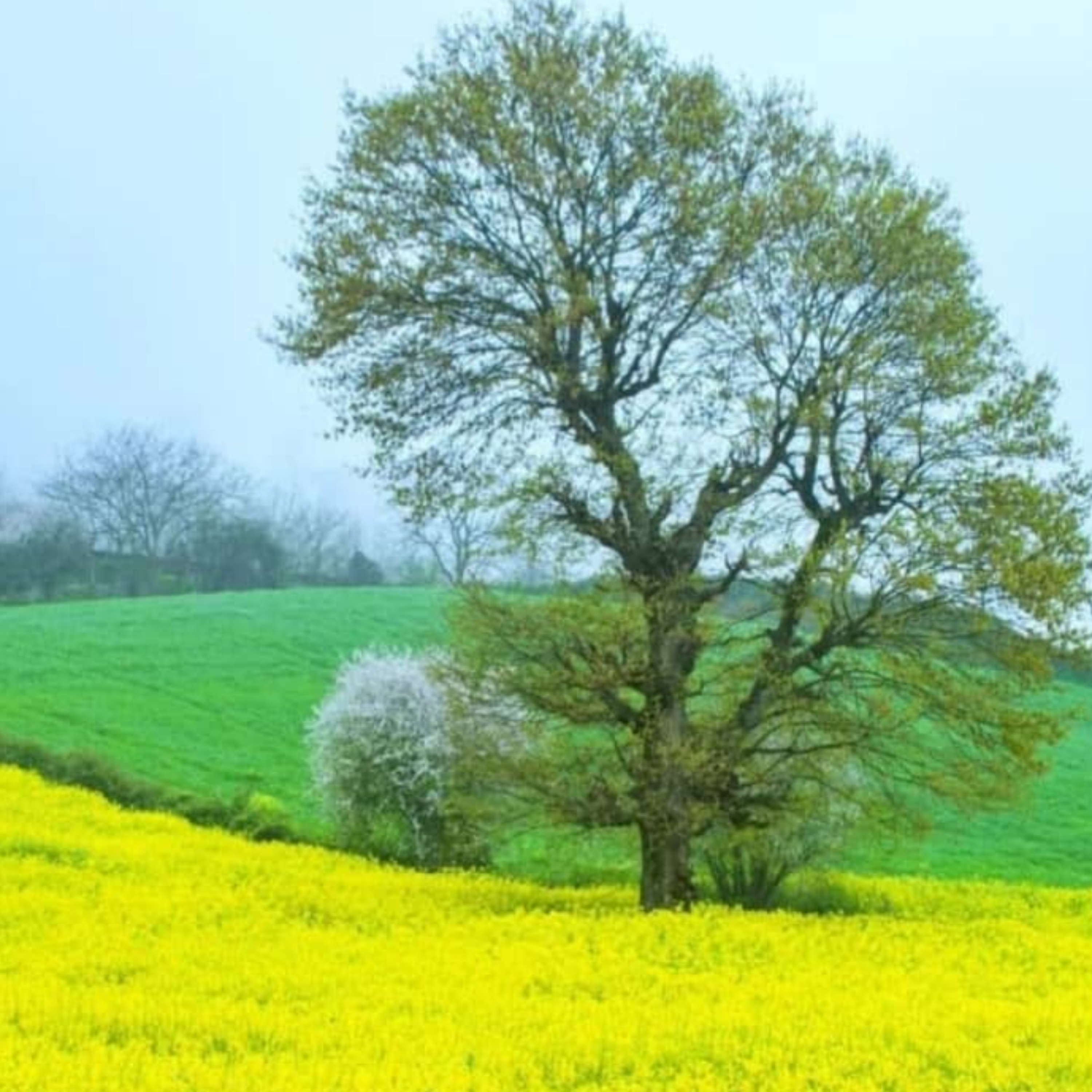 کاور شروعی نو